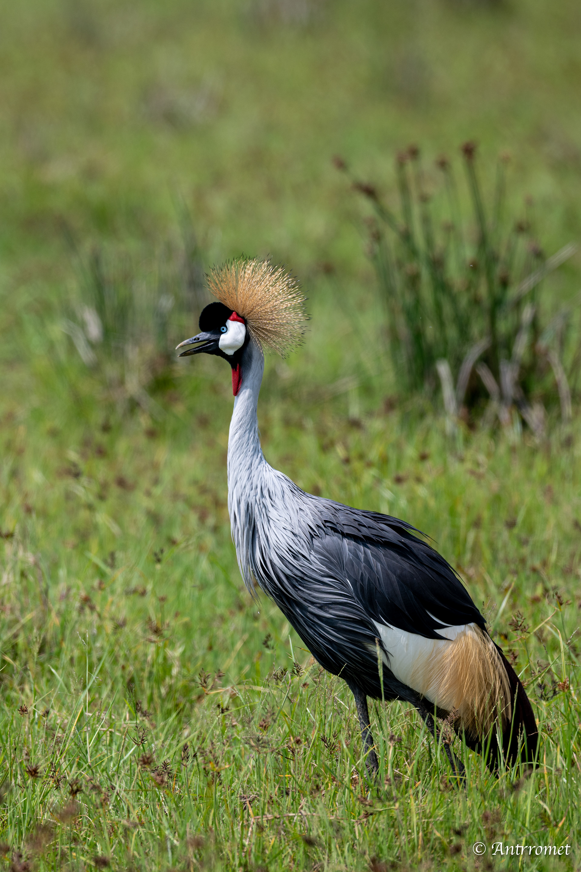 Grey Crowned Crane