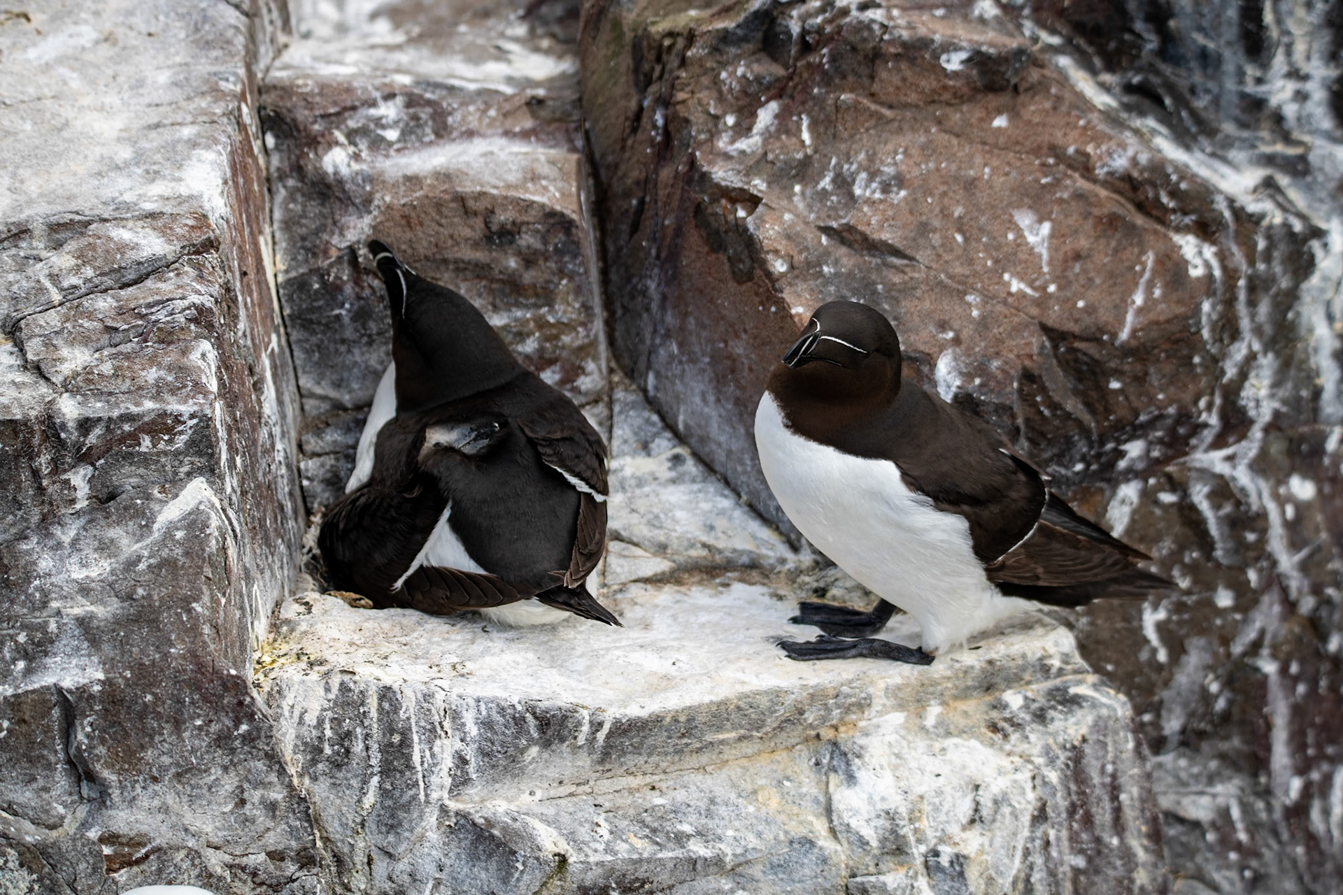 Razorbill family, Farne Islands