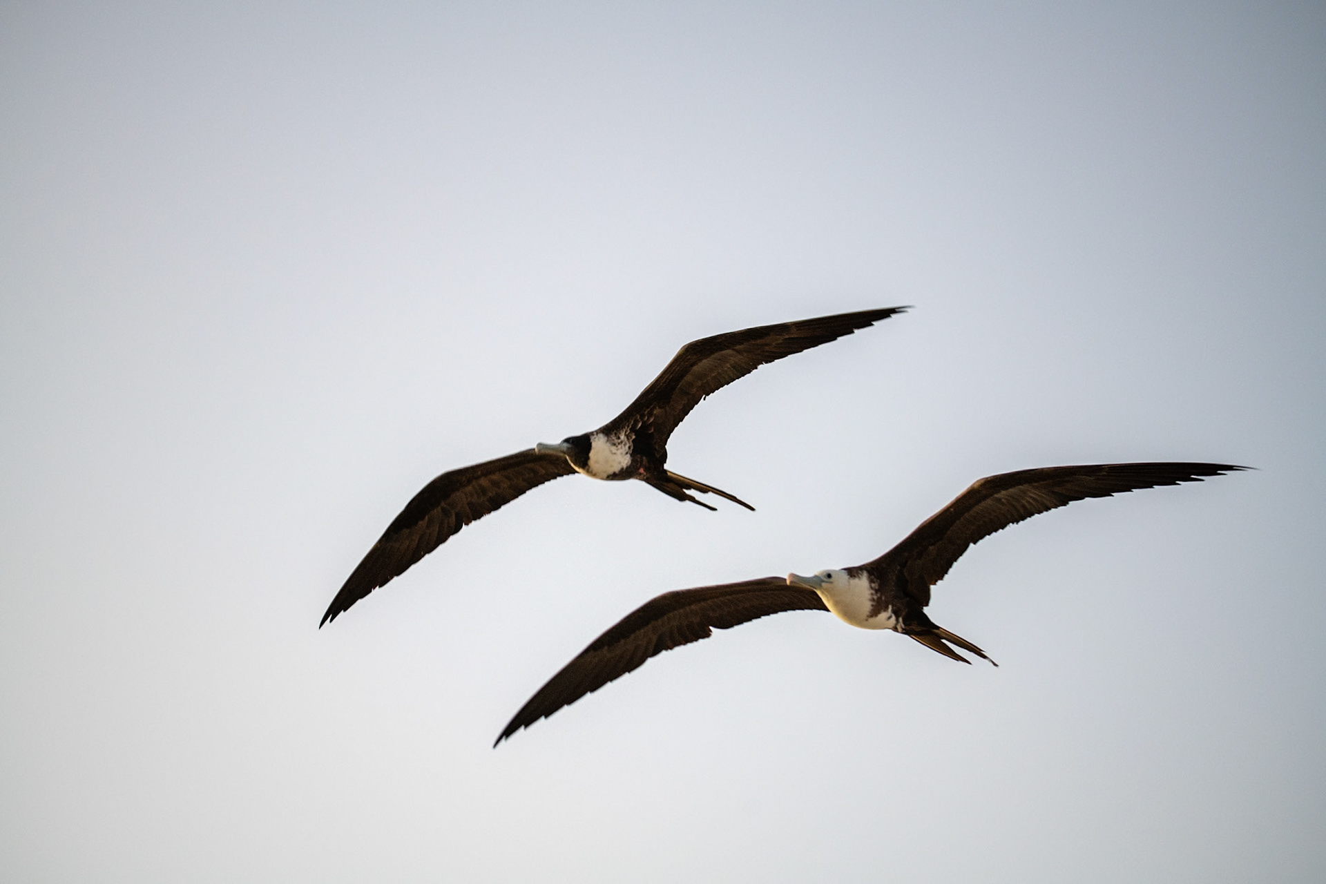 Frigatebirds at Rio Lagartos Lagoon