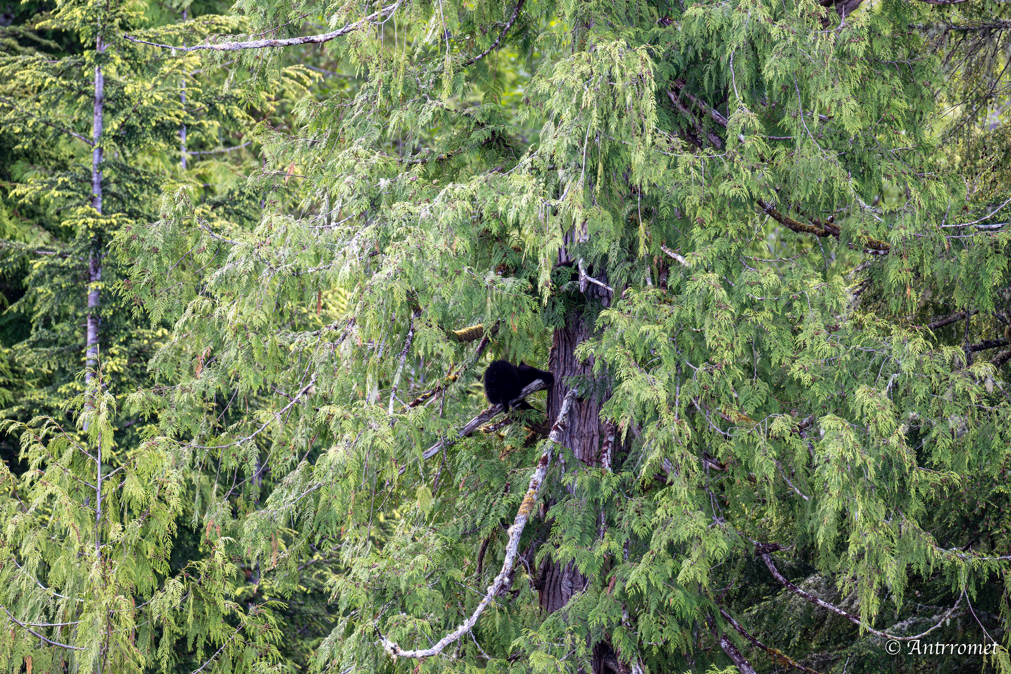 Black bear cubs on a tree
