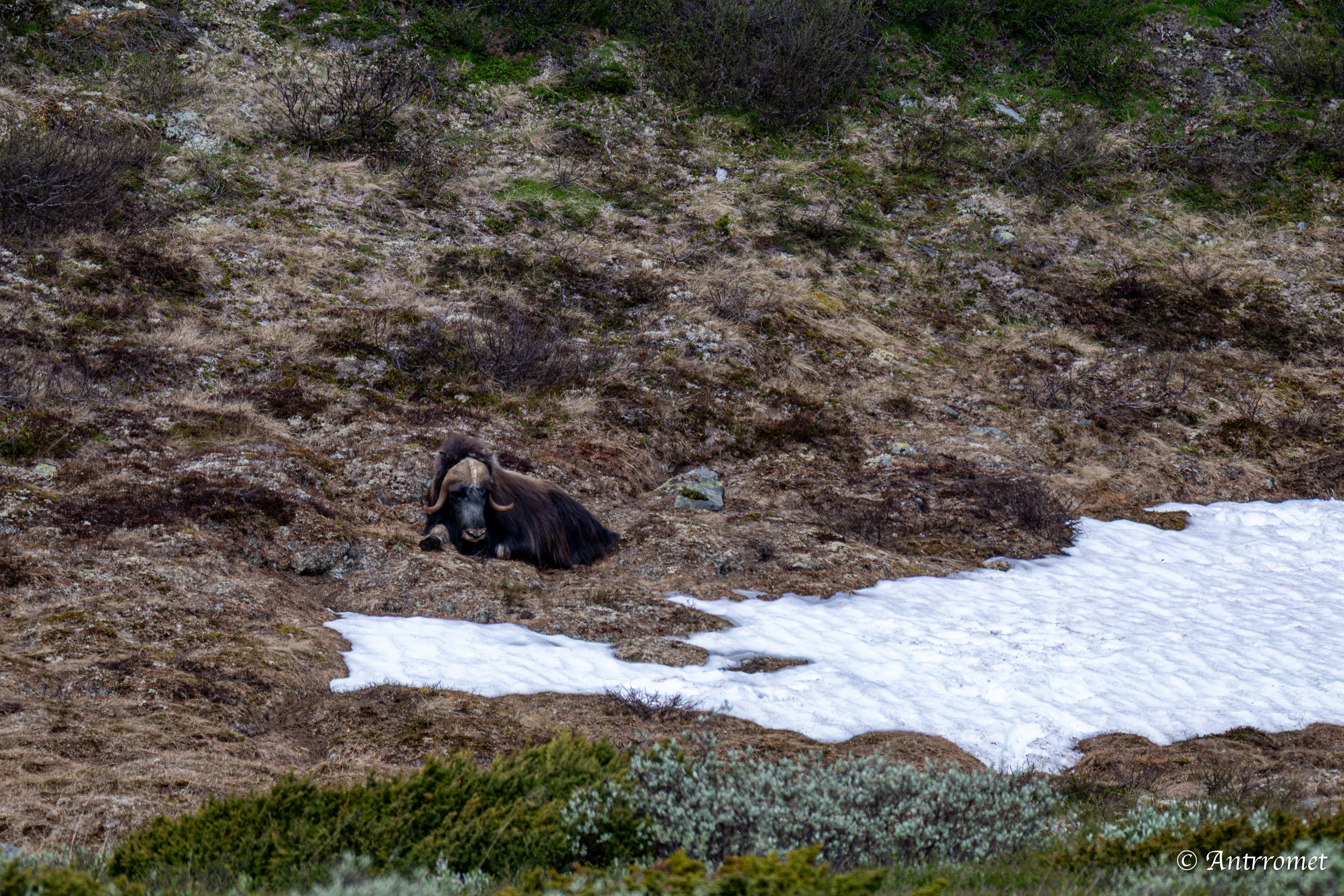 Musk Ox, Dovrefjell National Park