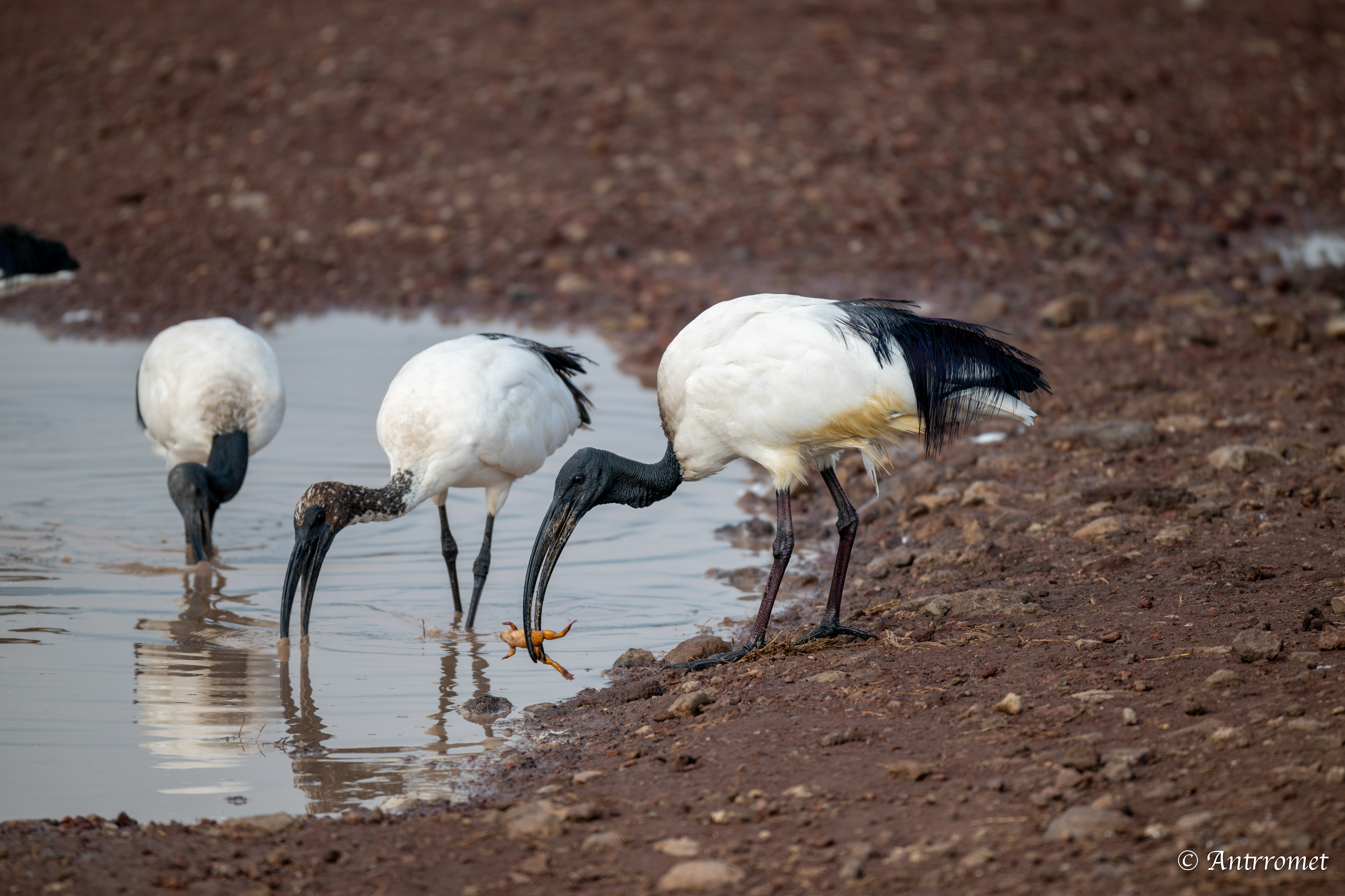 African Sacred Ibis