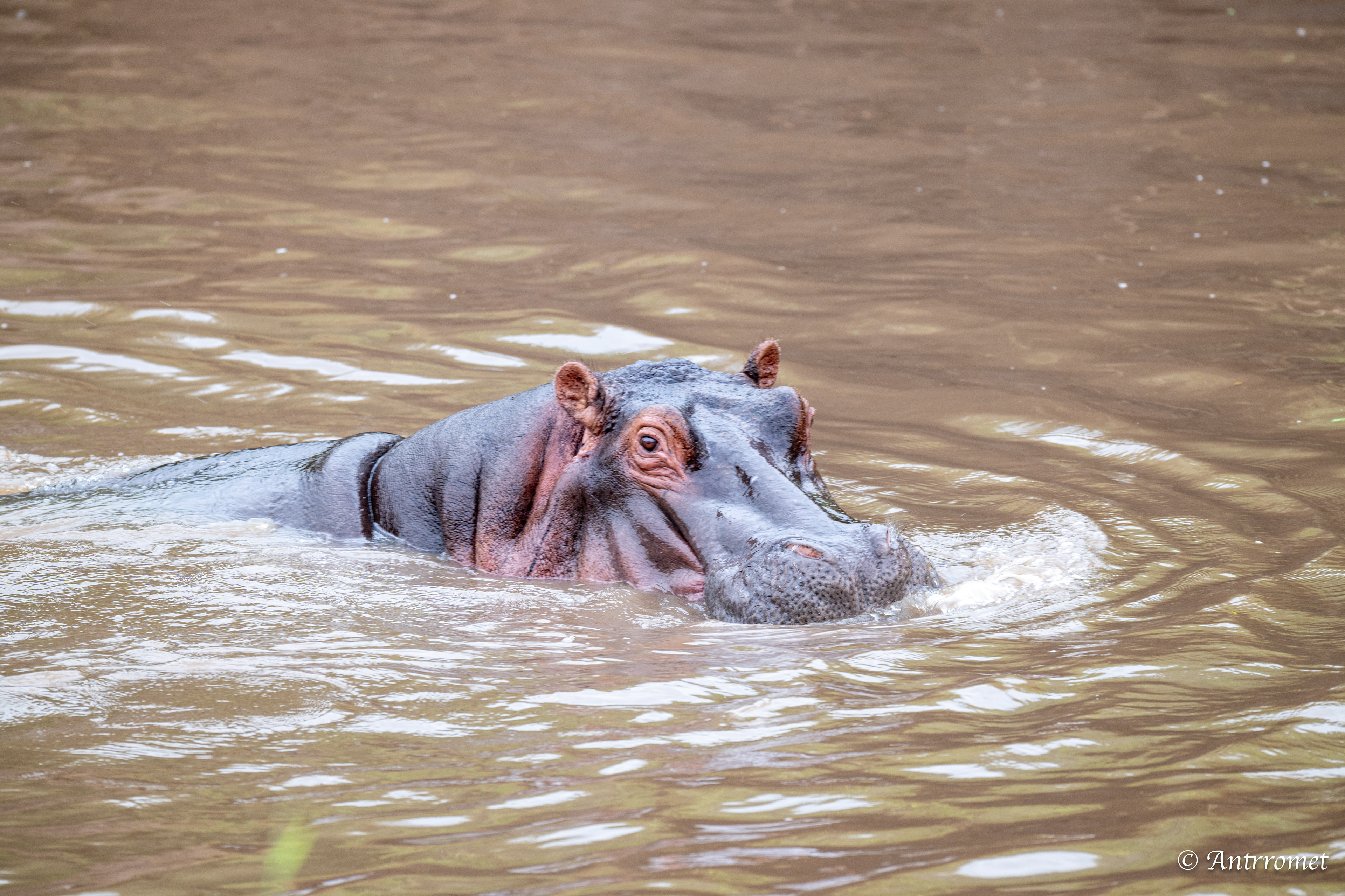 Hippopotamus