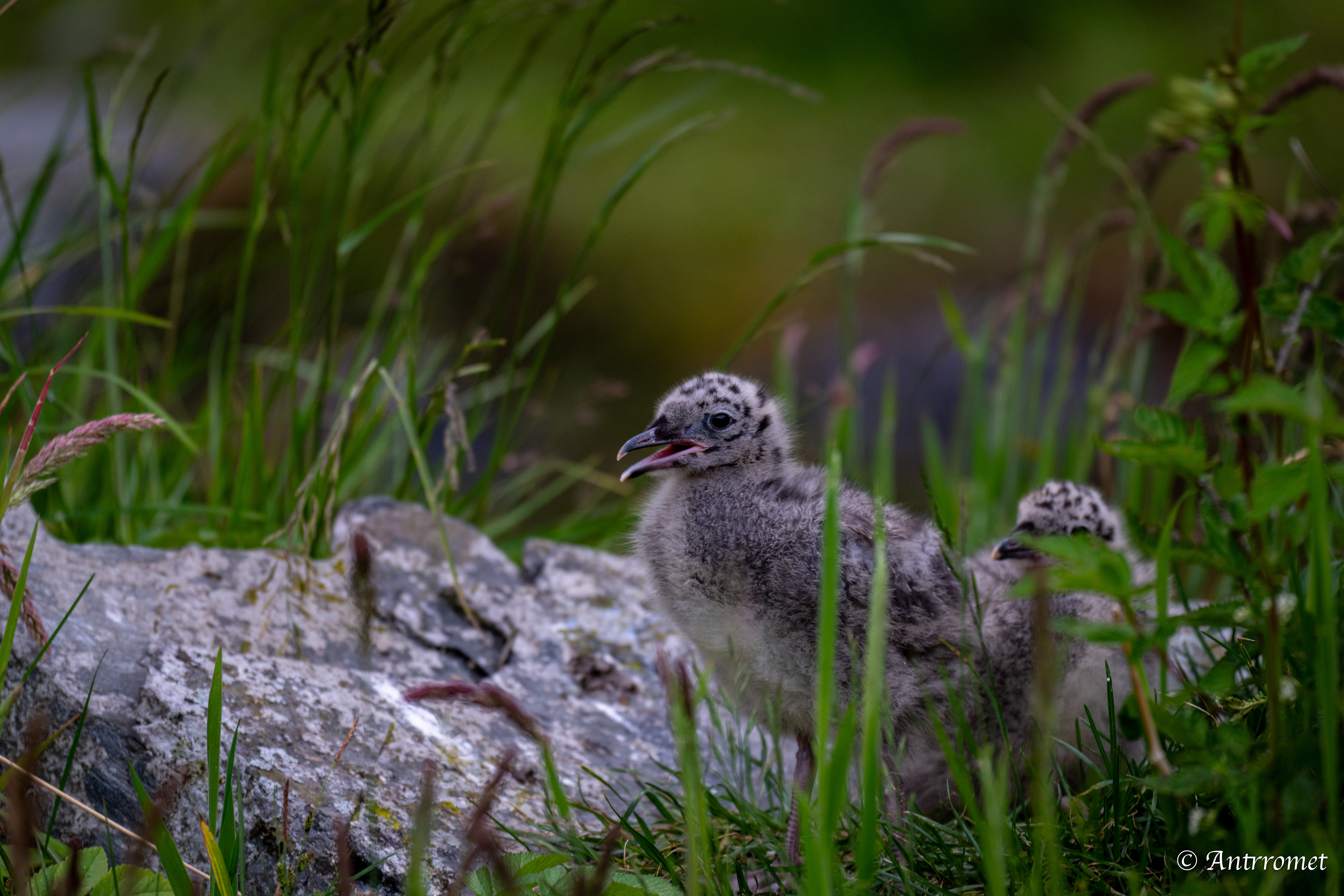 Common gull chicks near Flåm stasjon