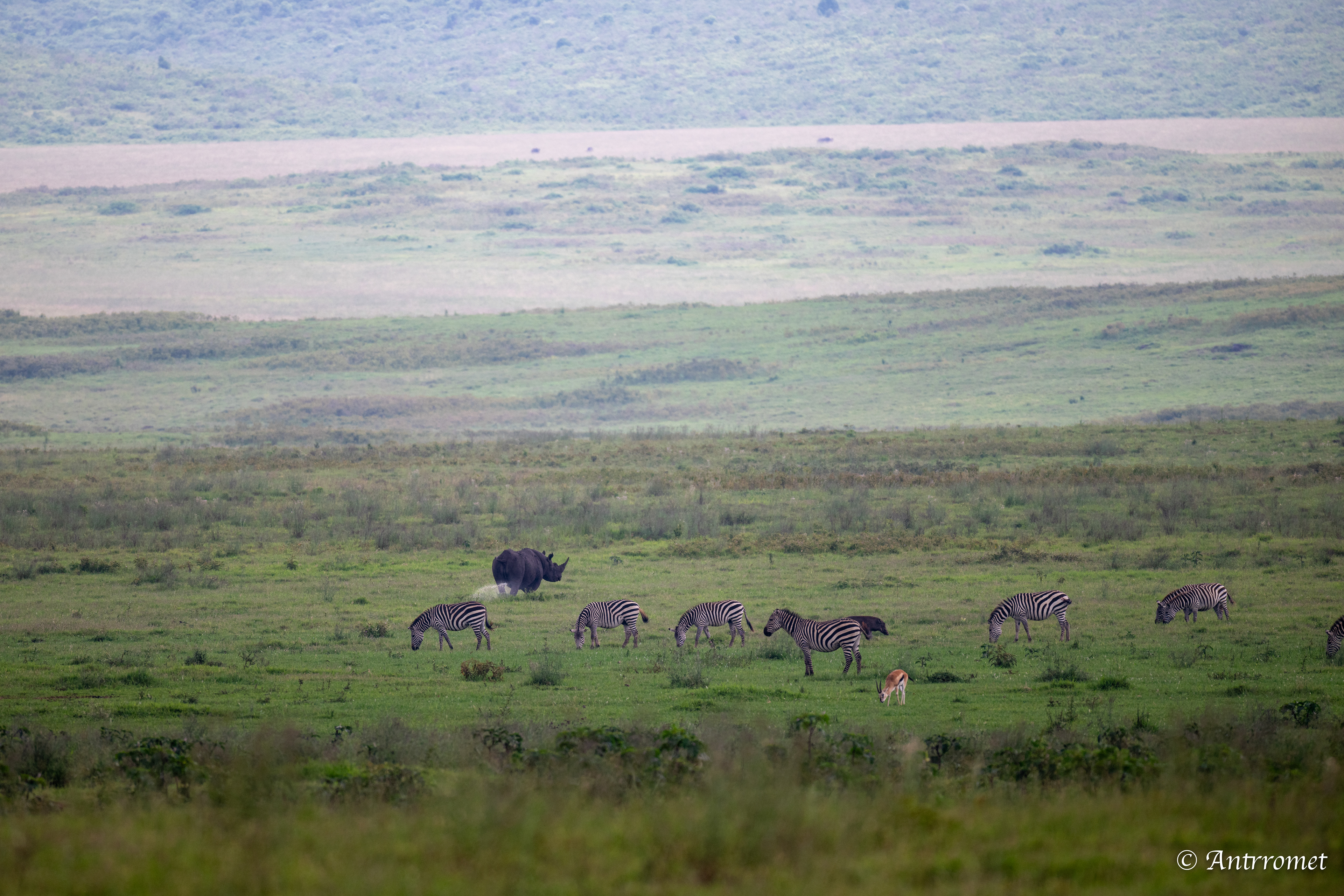 Black Rhinoceros with zebras marking its territory