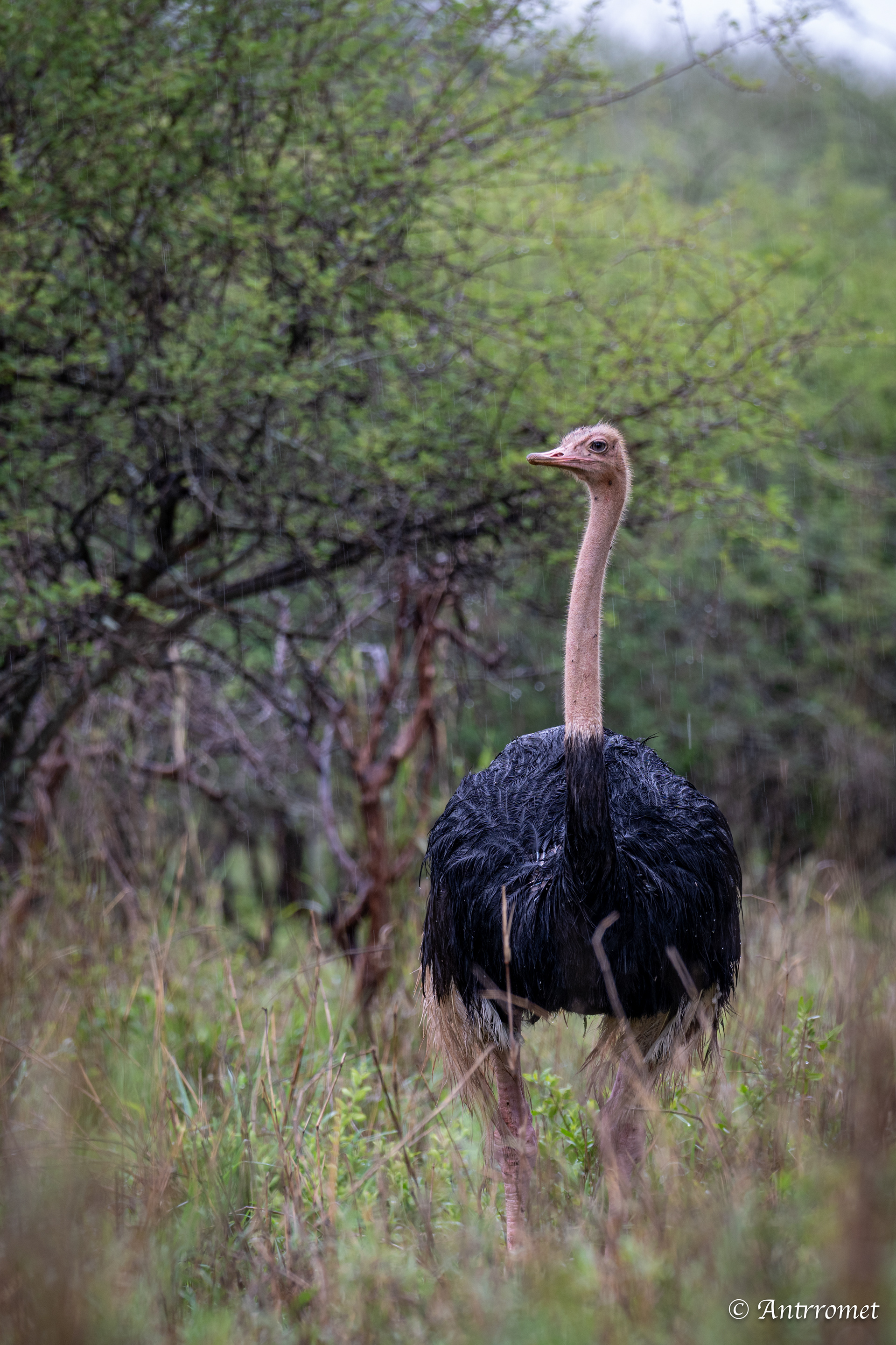 Ostrich