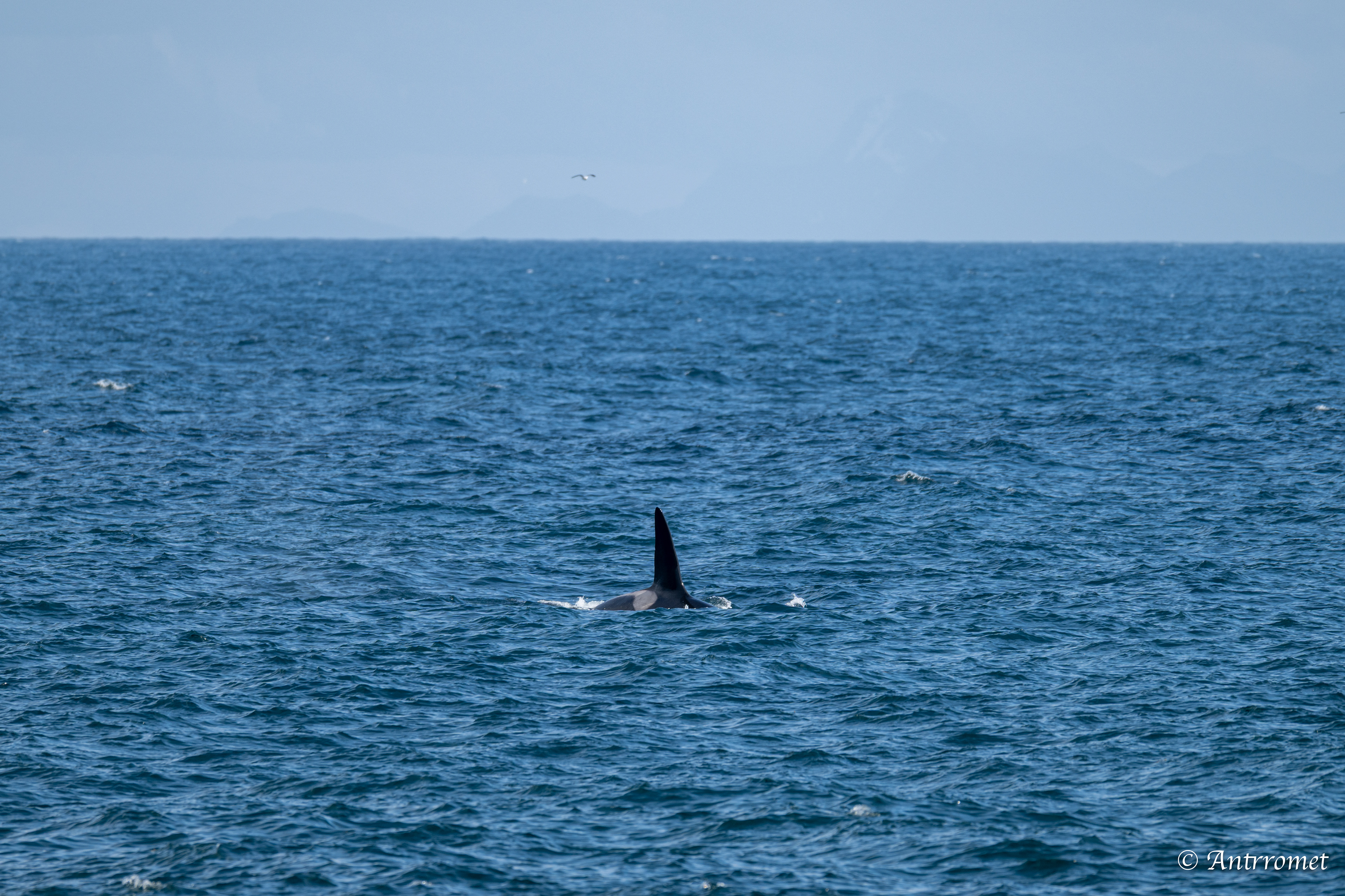 Orcas near Reinebringen