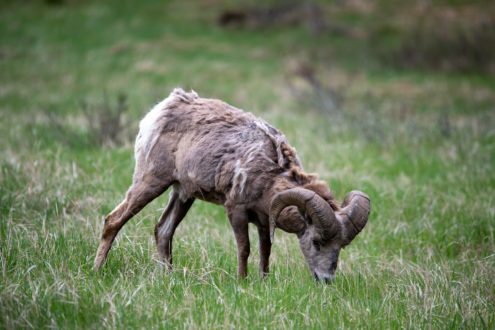 Bighorn sheep at Yellowhead Highway