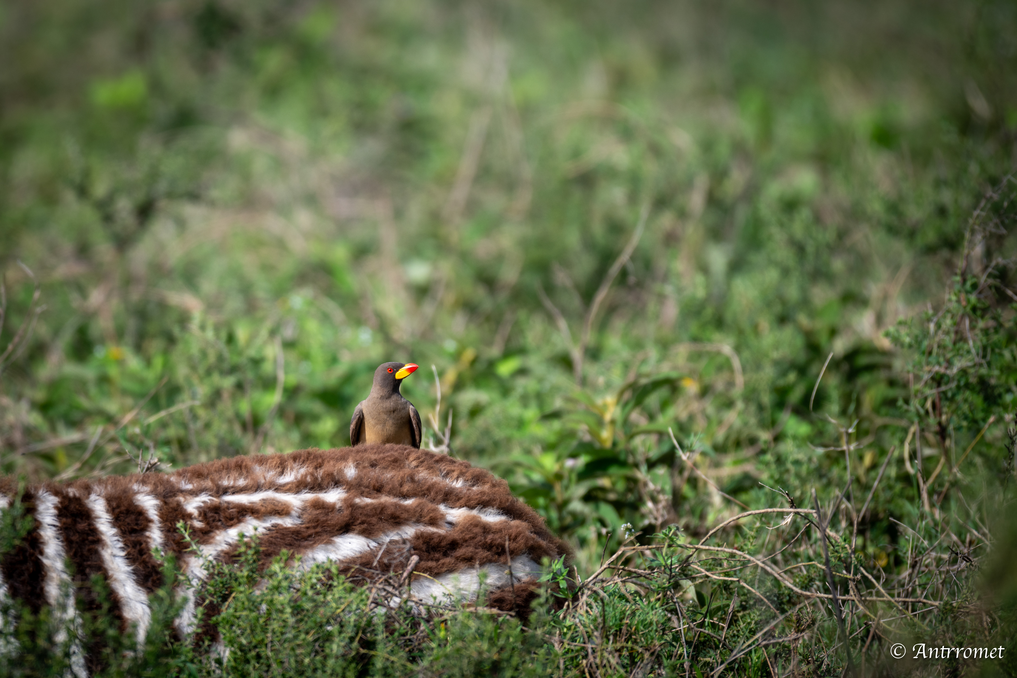 Yellow-billed Oxpecker on a baby zebra