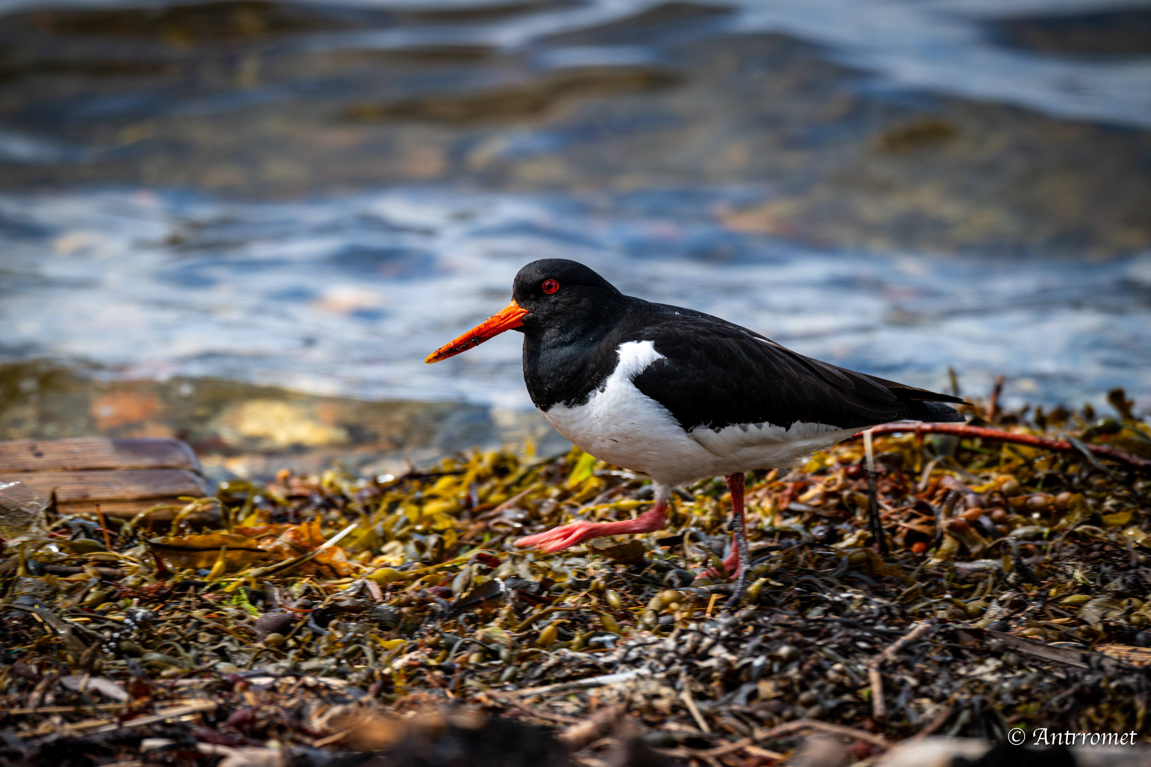 Oyster catcher at Fisherman's hut