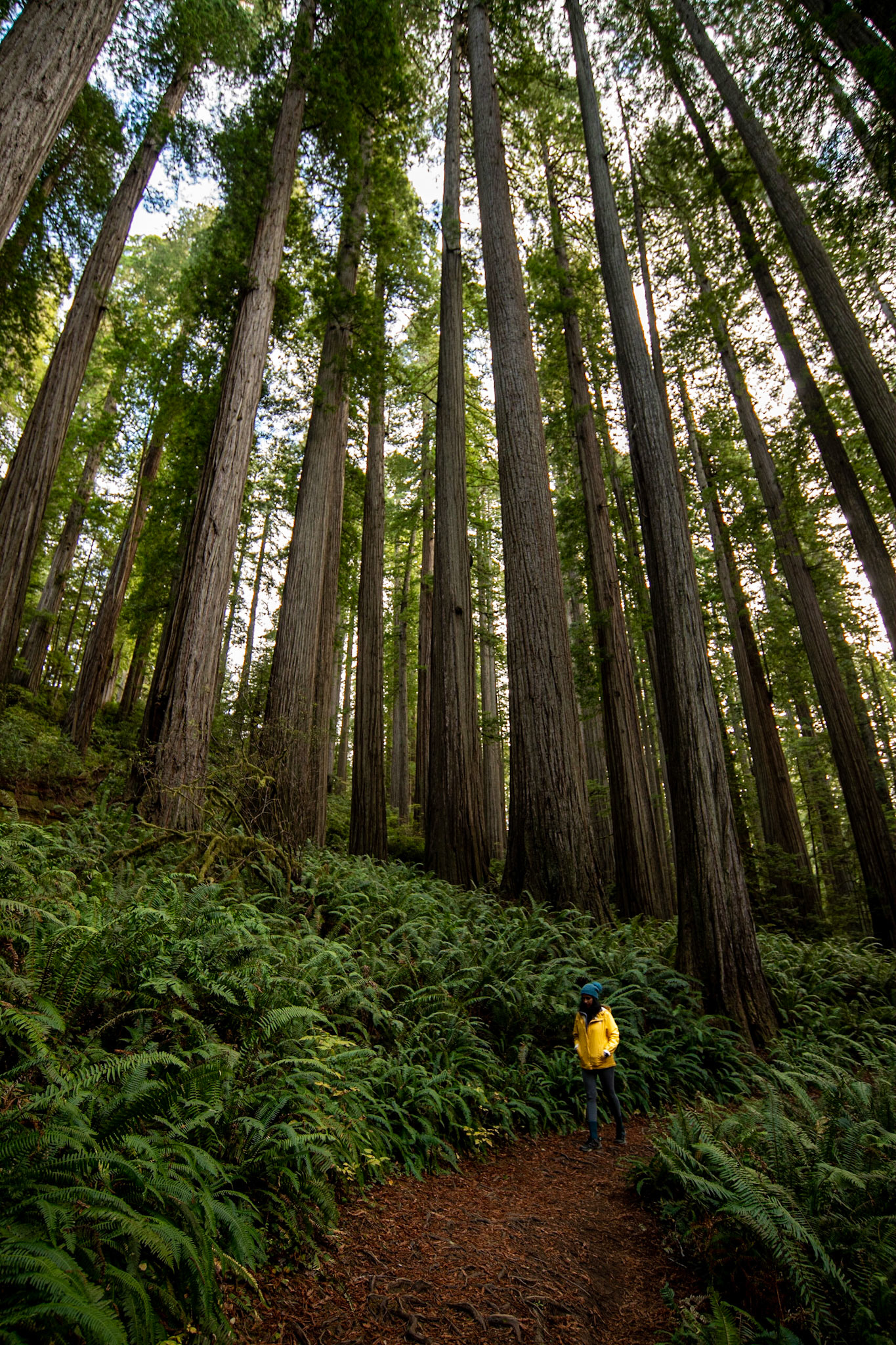 Boy Scout Trail