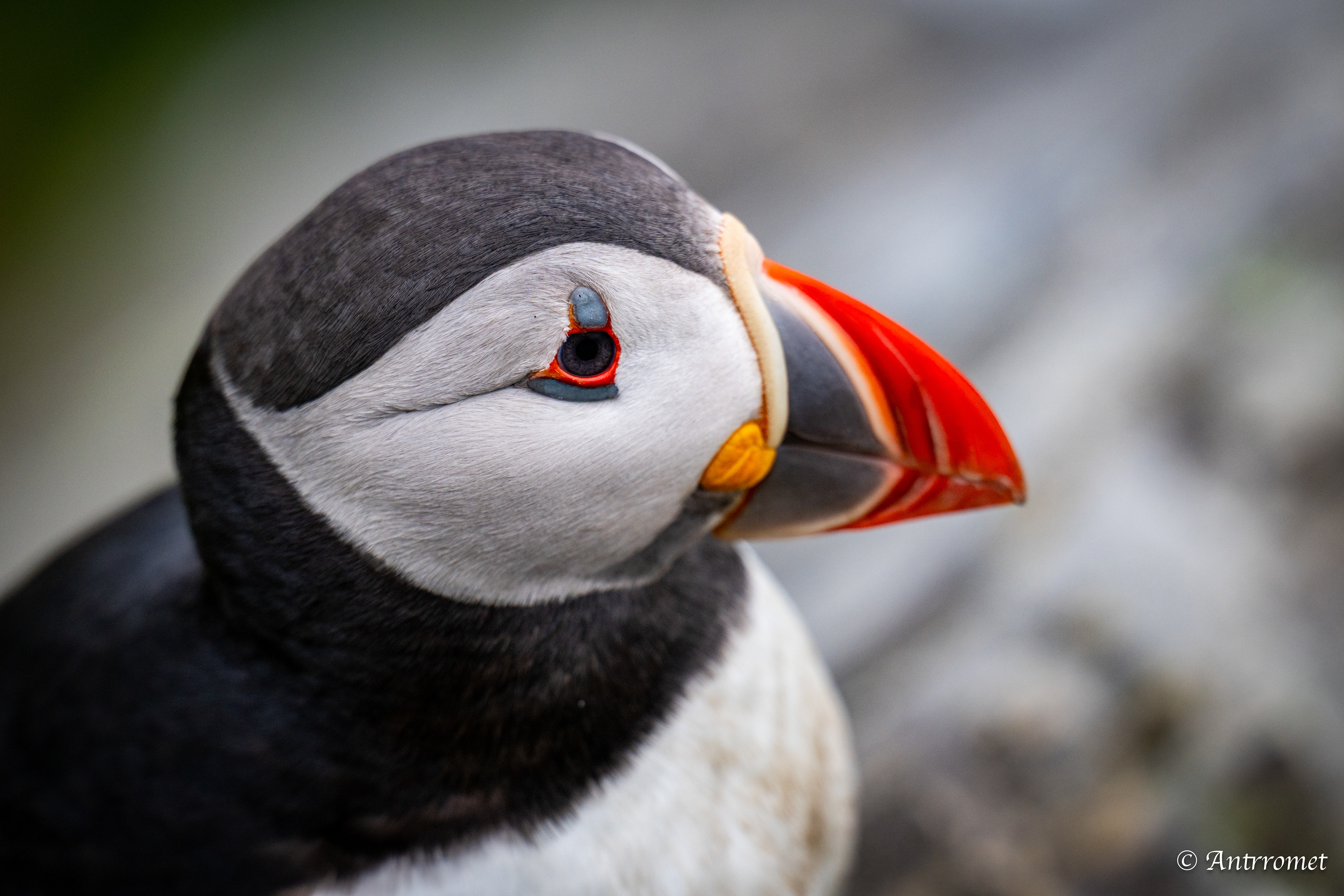 Puffins at Puffin viewing point, Runde