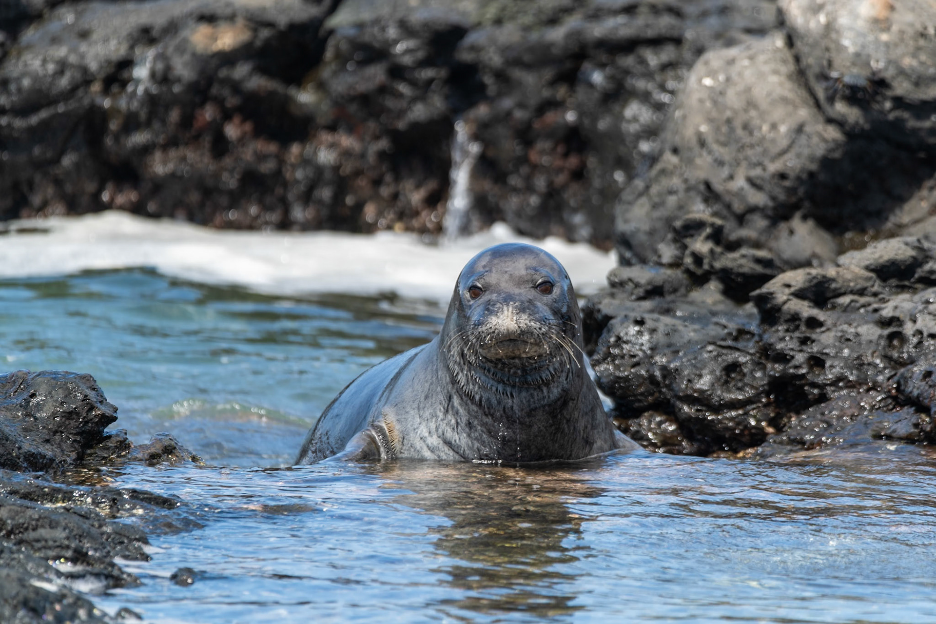Hawaiian monk seal at Ka'ena Point State Park