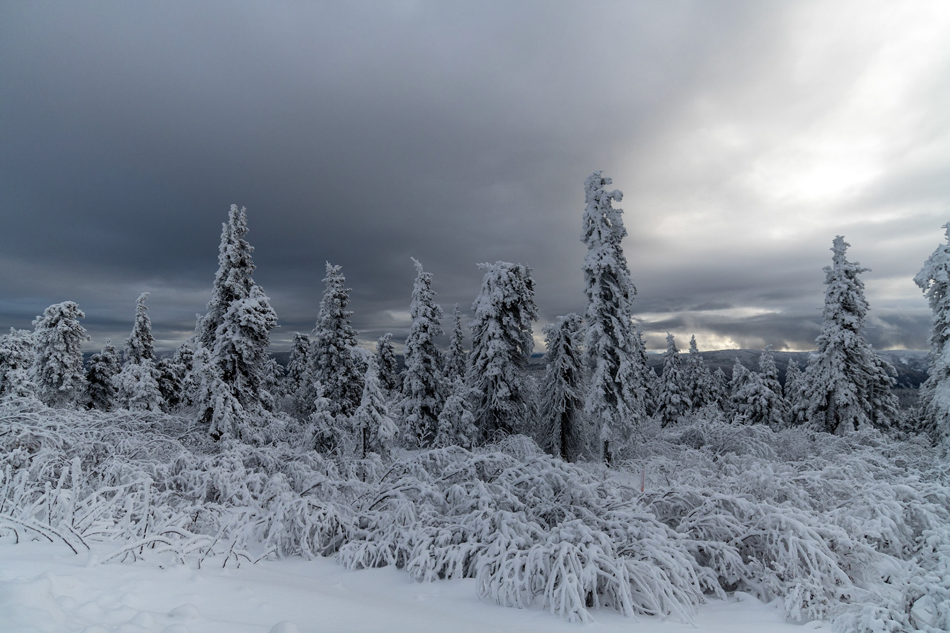 Enchanted Forest
