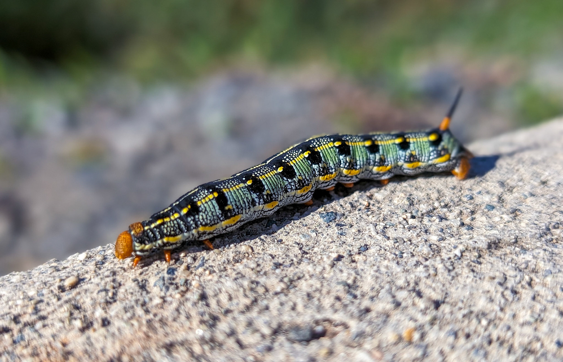 Purslane caterpillar