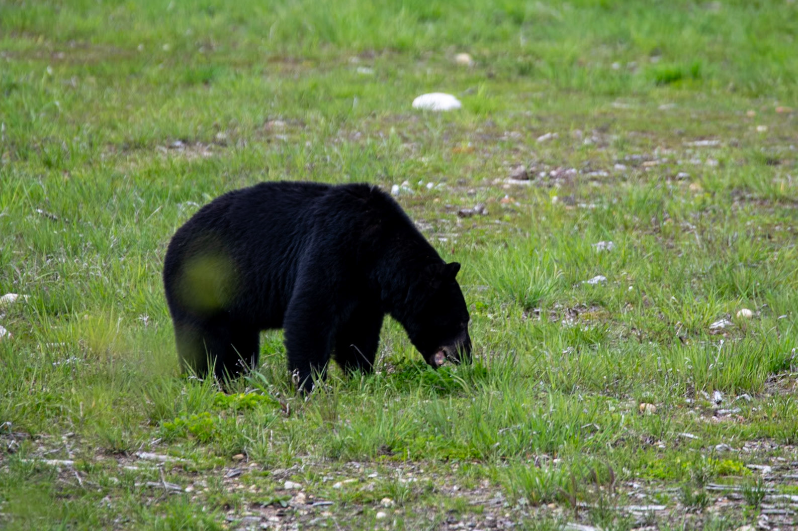 Black bears near Yellowhead Highway