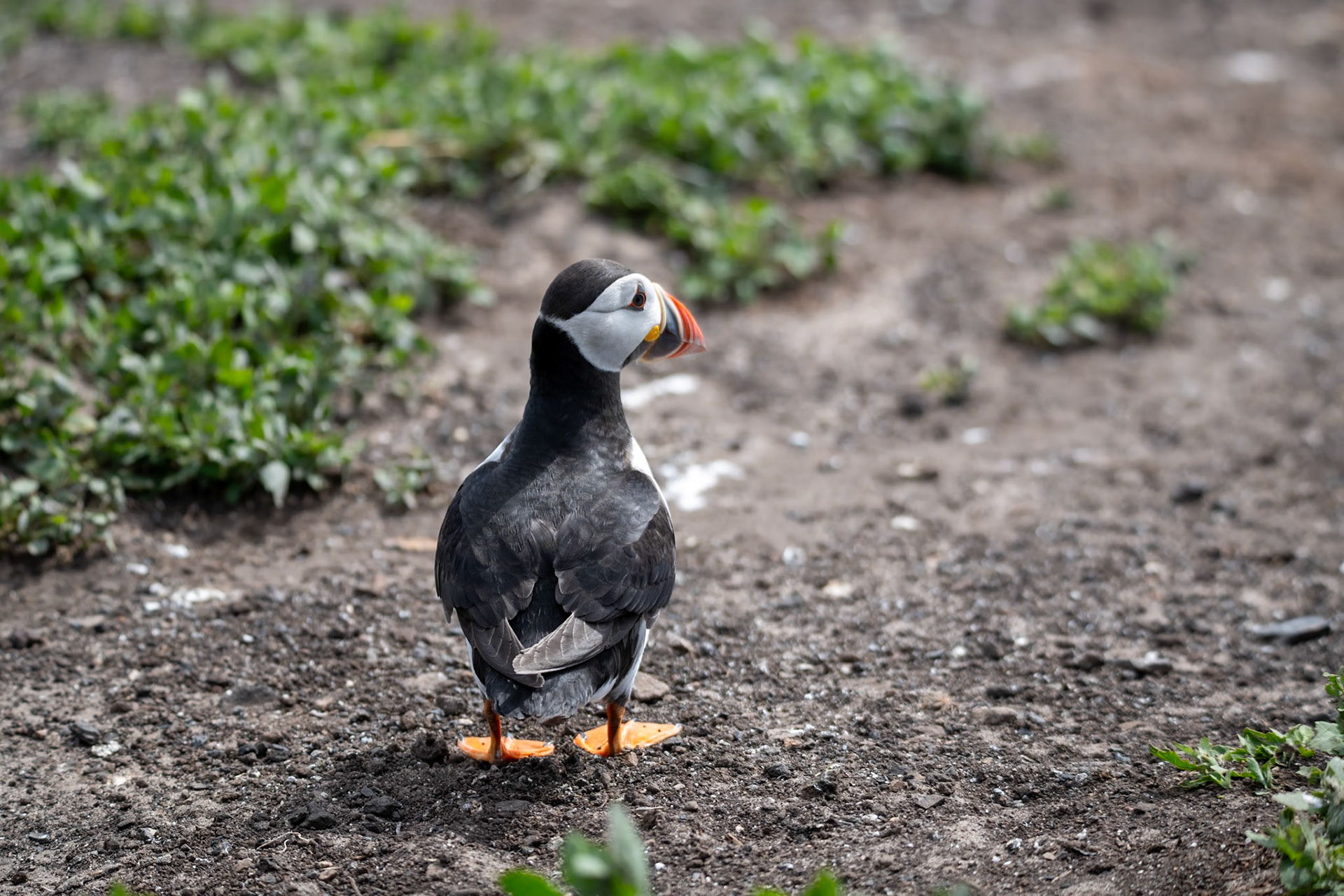 Puffin, Farne Islands