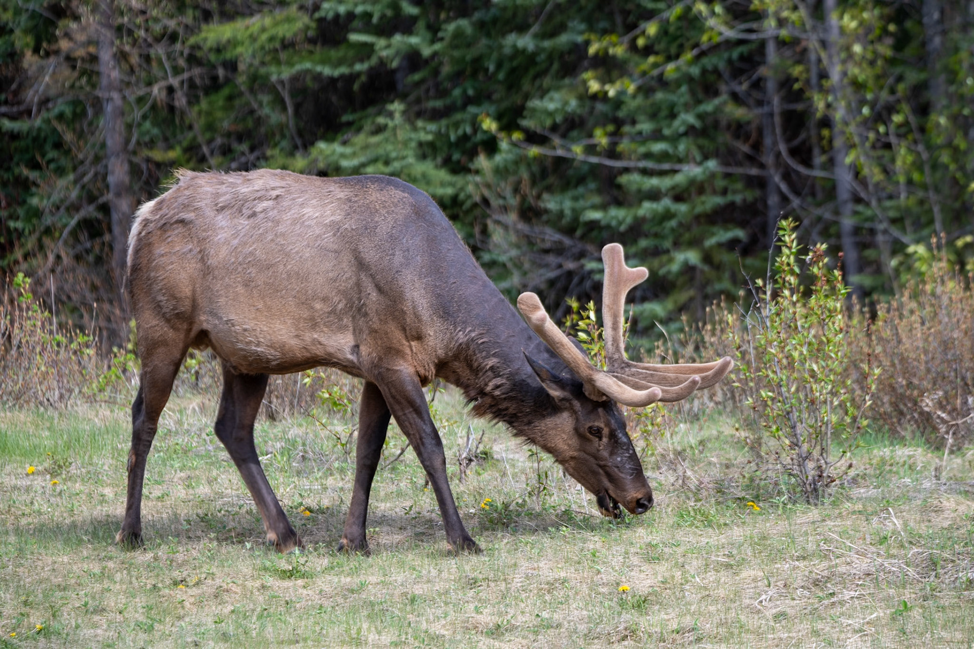 Elk near Yellowhead Highway