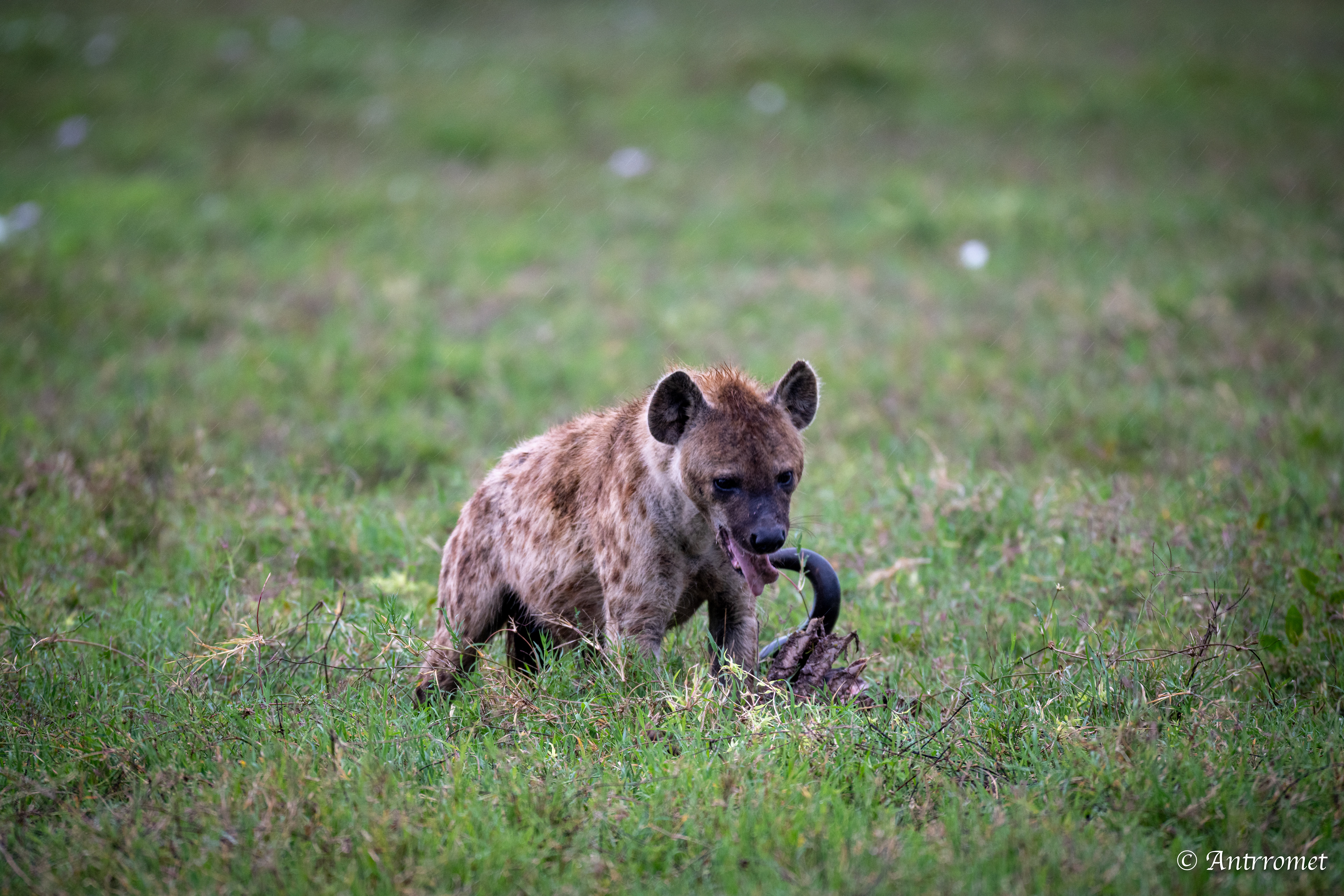 Spotted Hyena