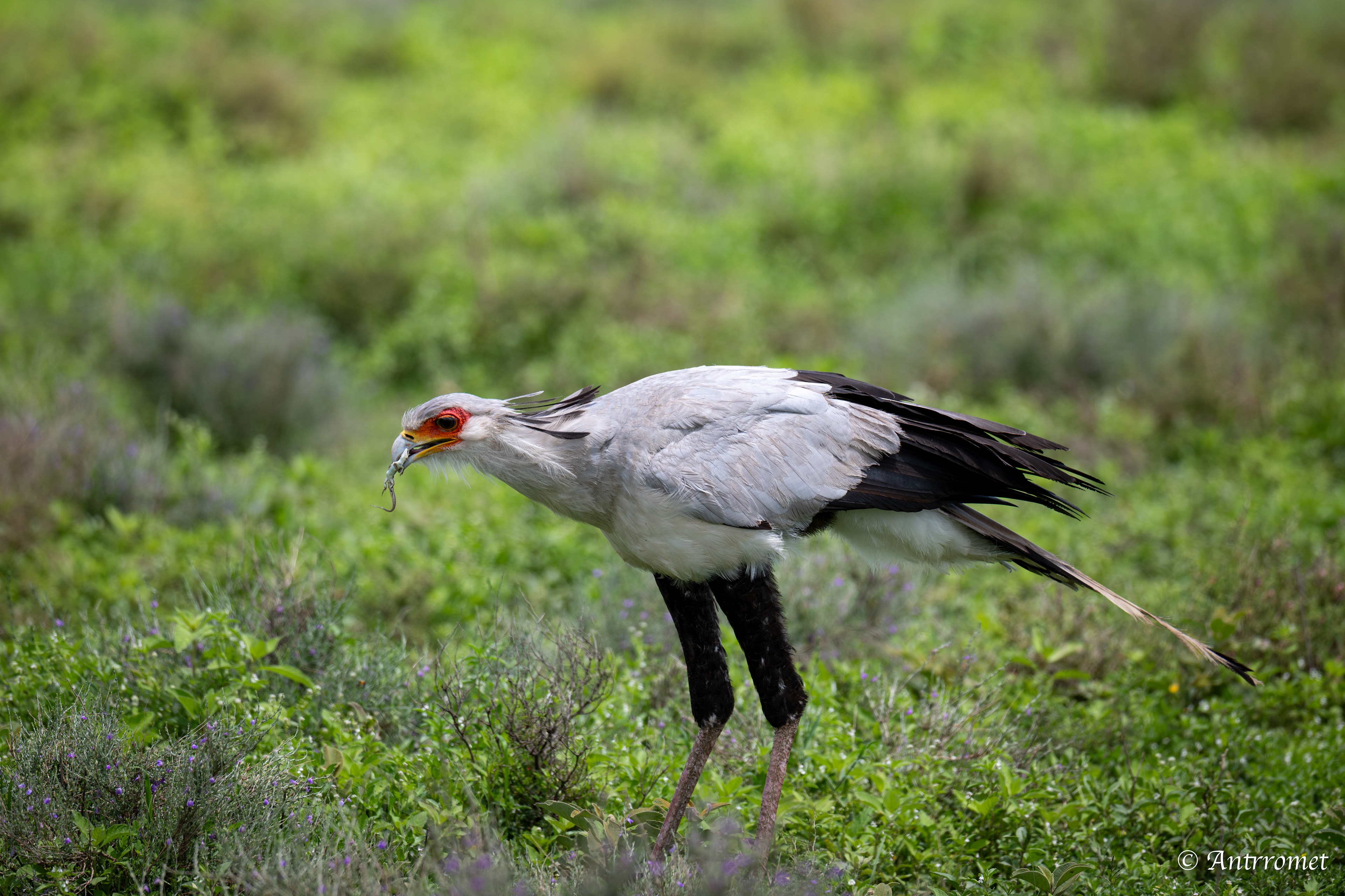 Secretarybird eating a lizard