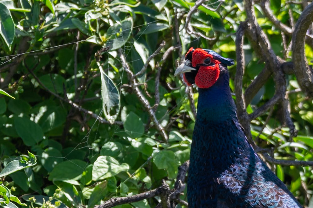Ring-necked Pheasant