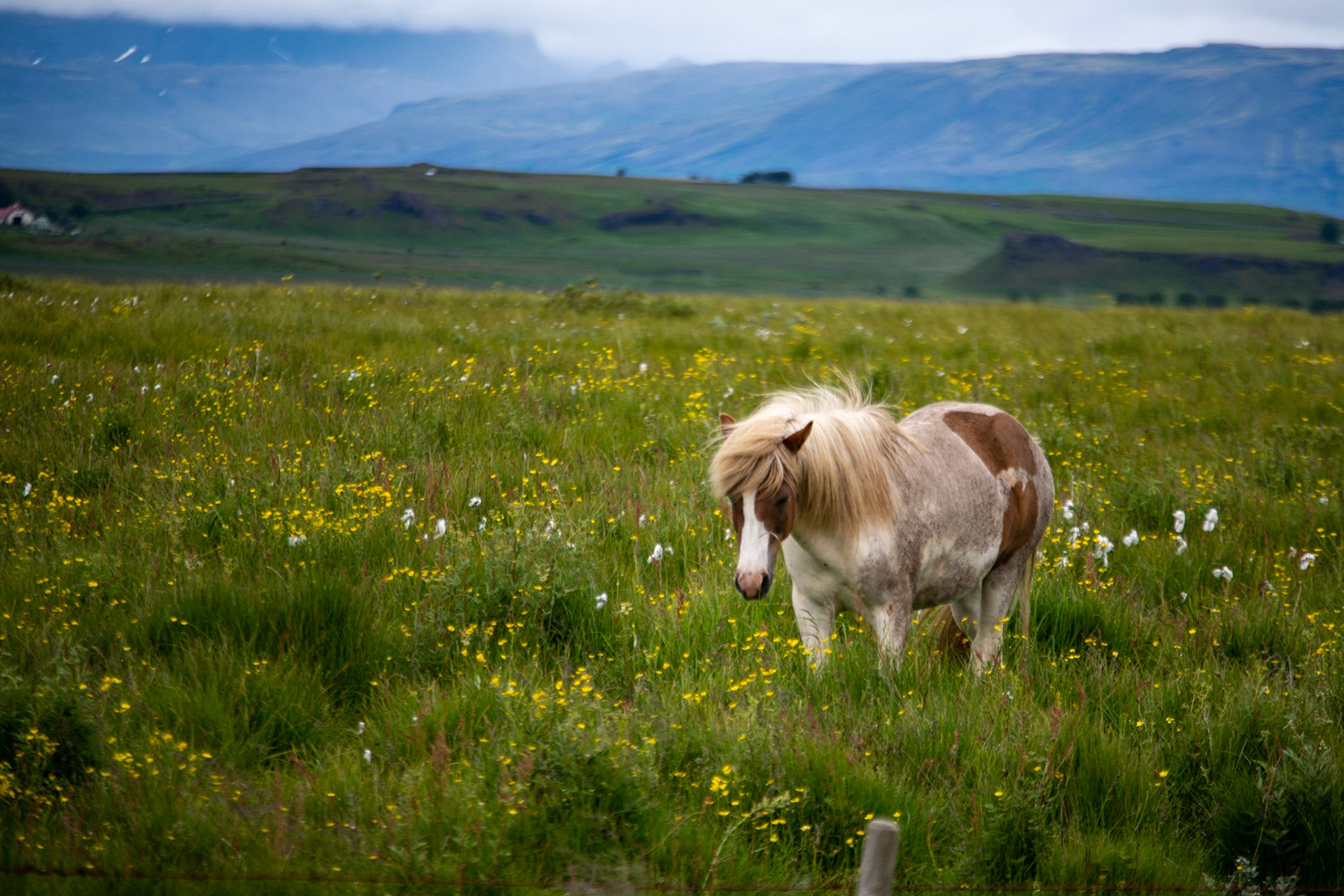 Icelandic horse
