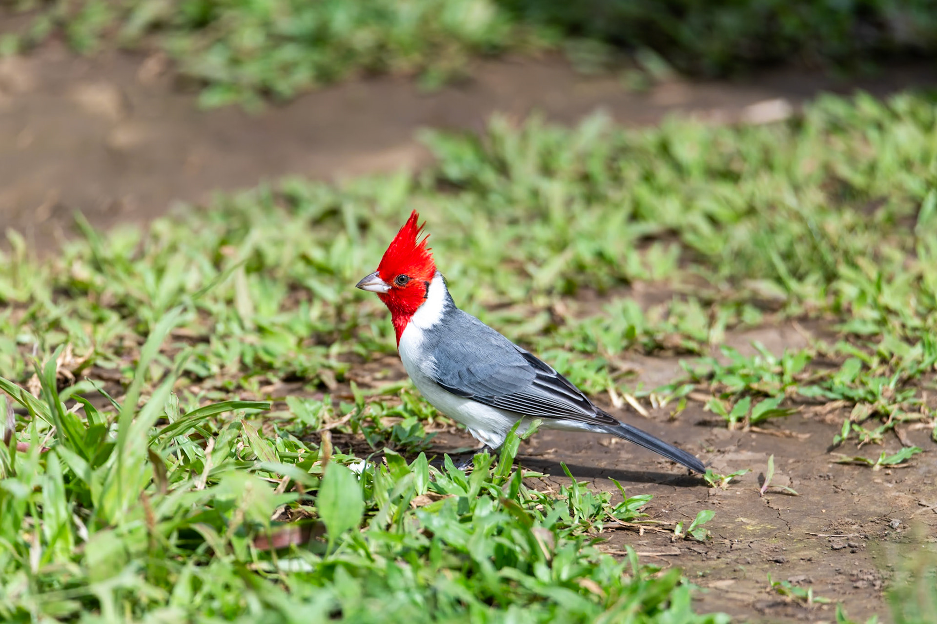 Red-crested Cardinal