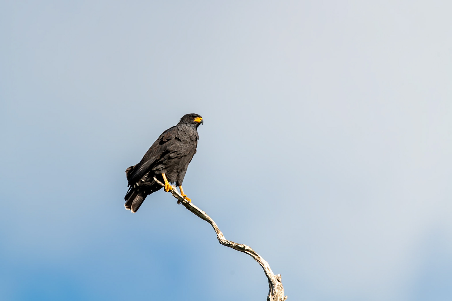 Common Black Hawk at Rio Lagartos Lagoon
