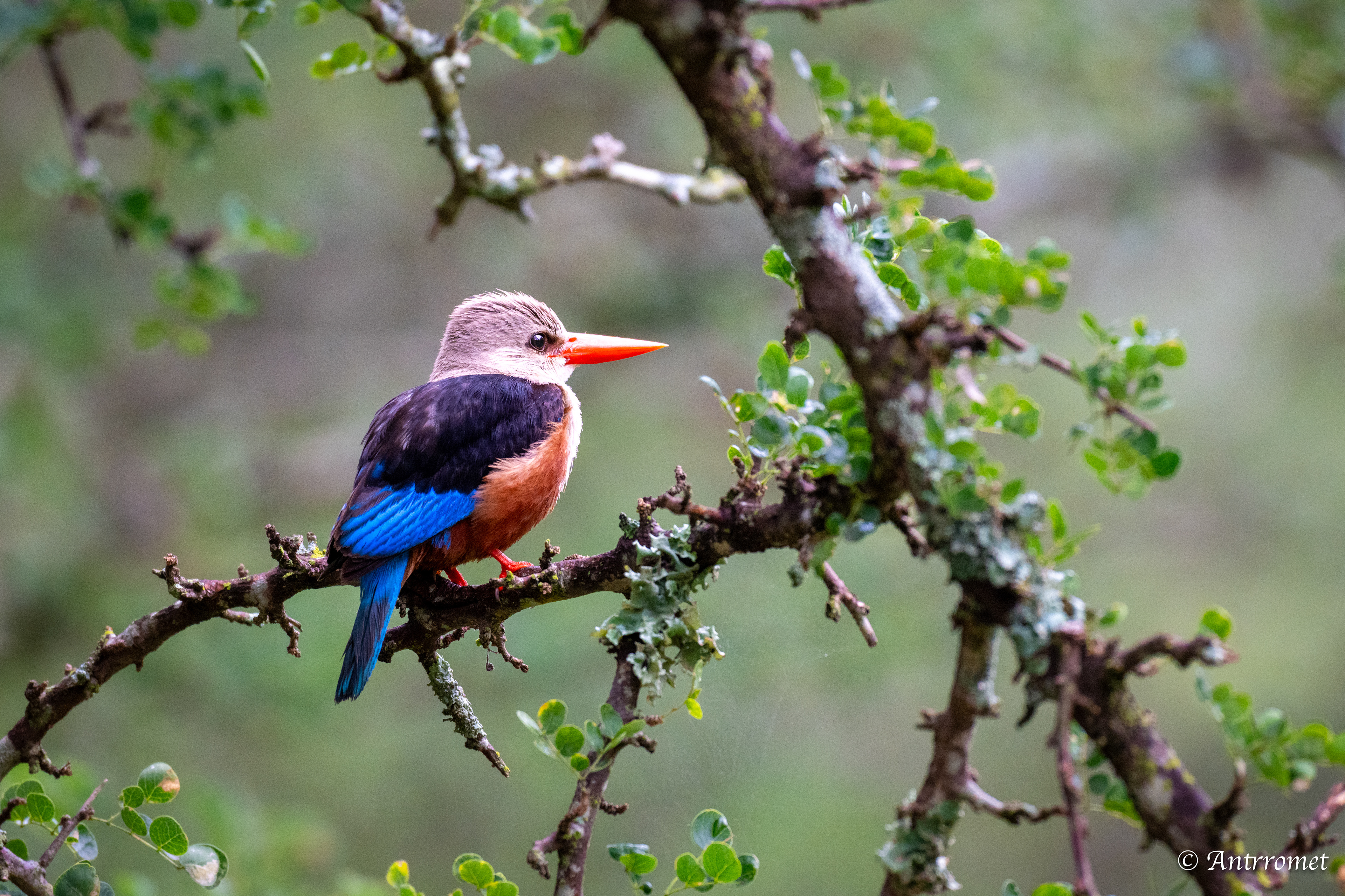 Grey-headed Kingfisher