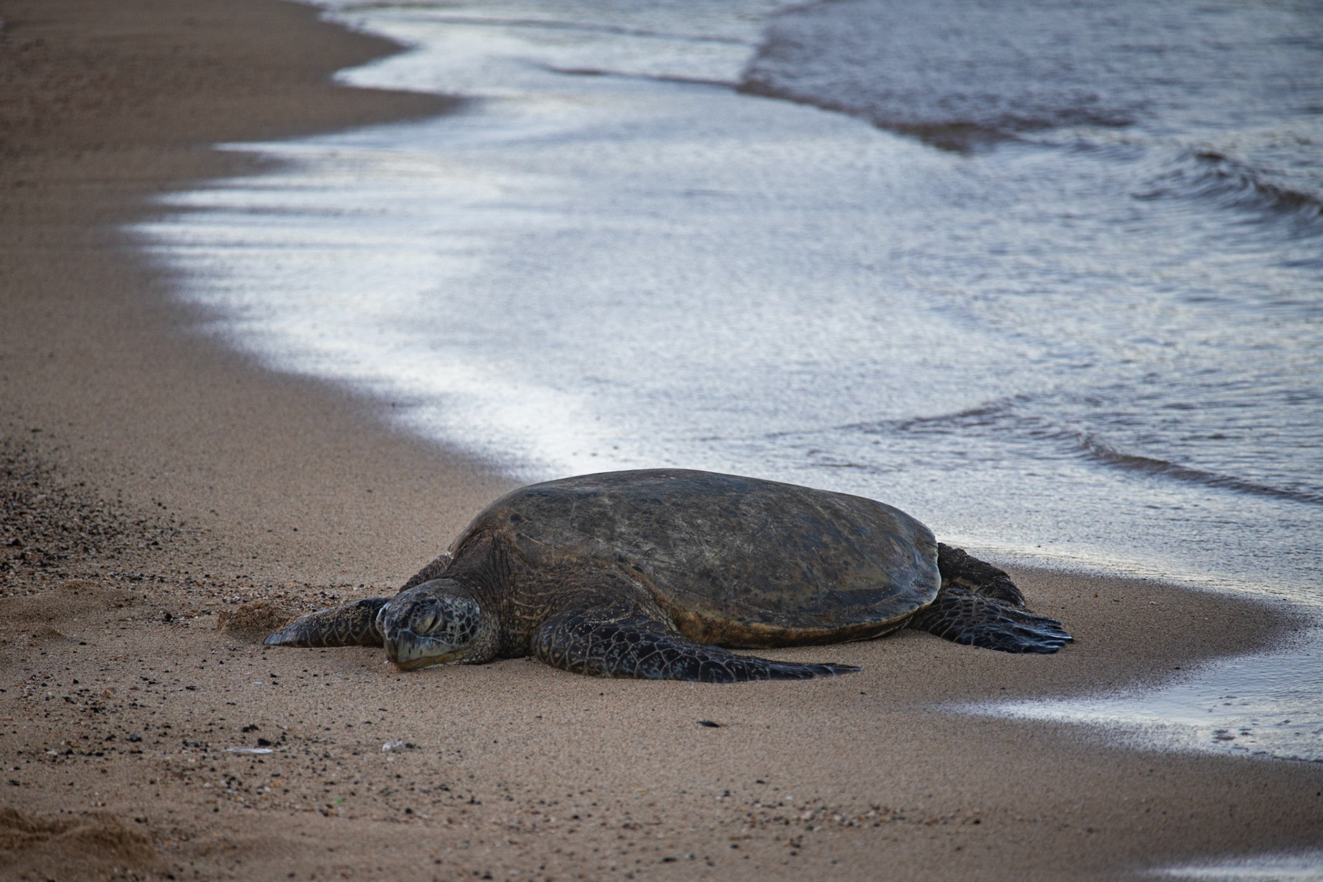 Green sea turtle at Poipu Beach
