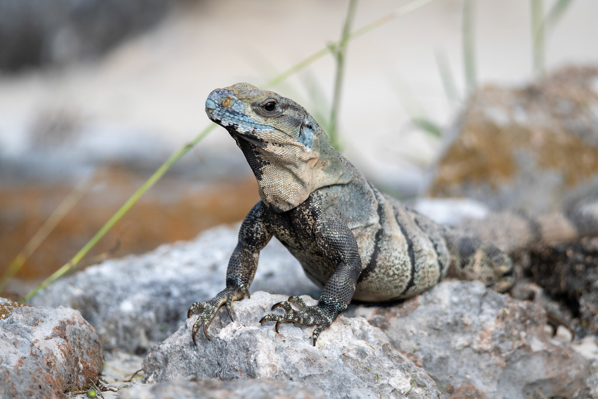 Iguana at Uxmal