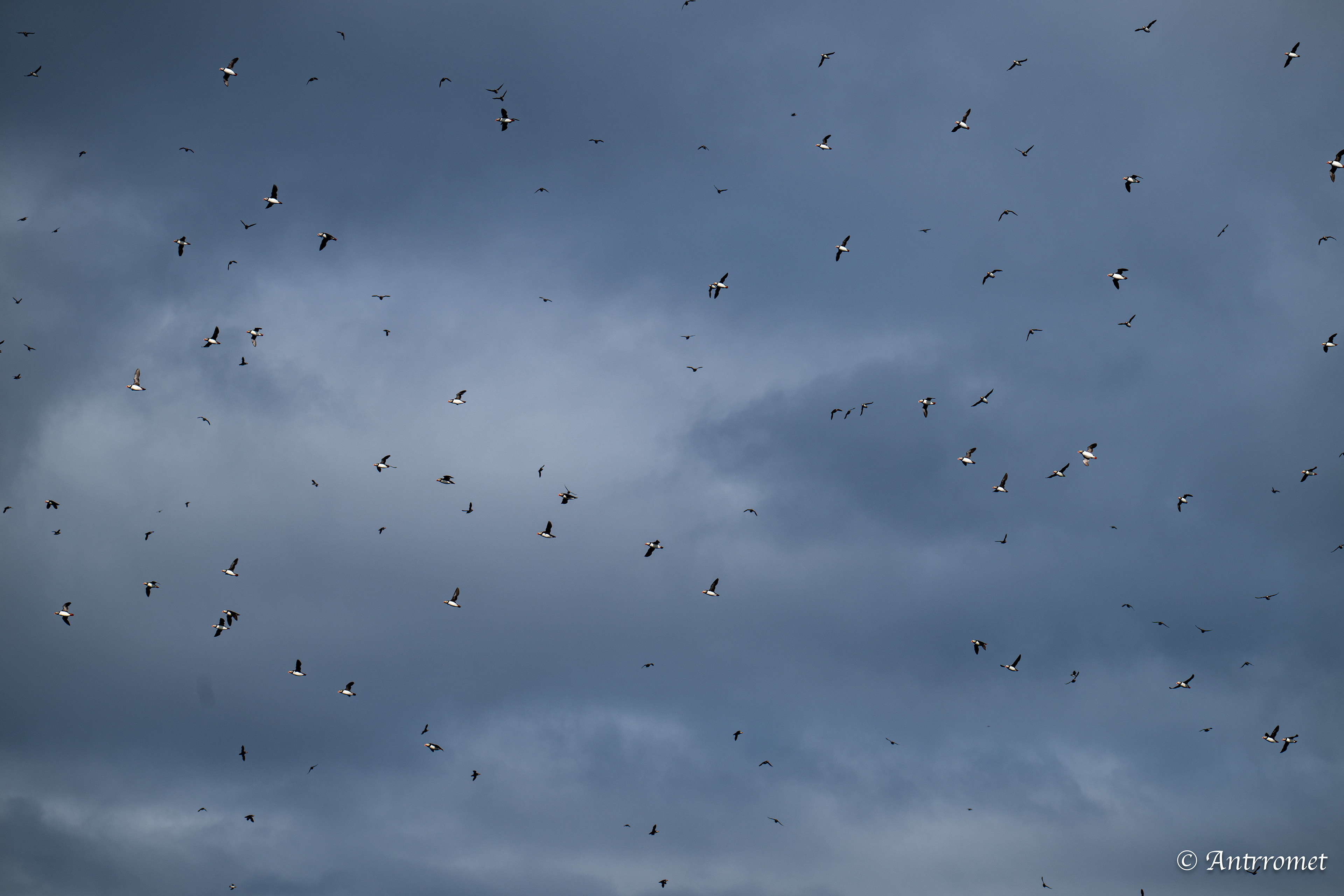 Puffins at Puffin Safari AS, Bleik, Vesteralen