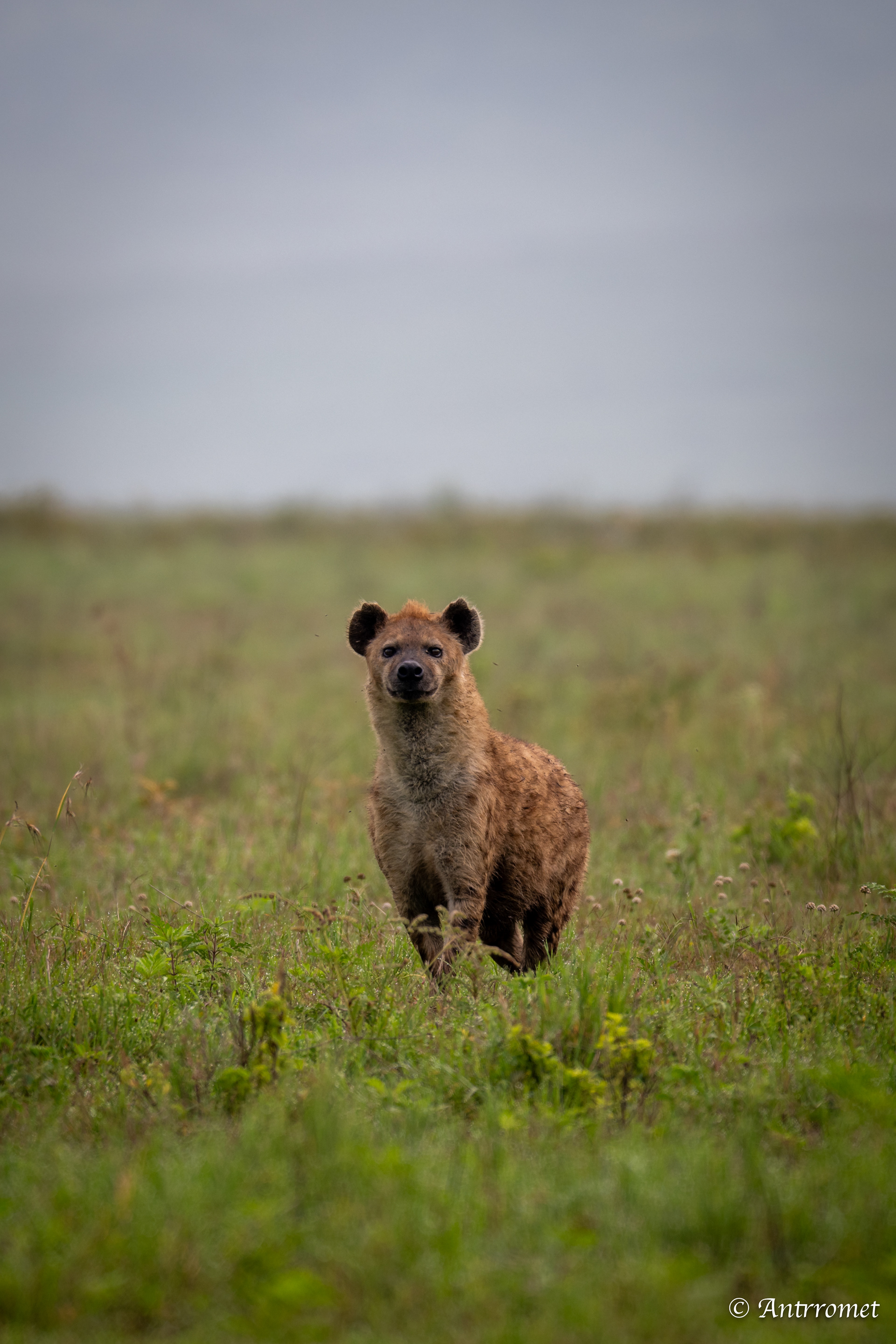 Spotted Hyena