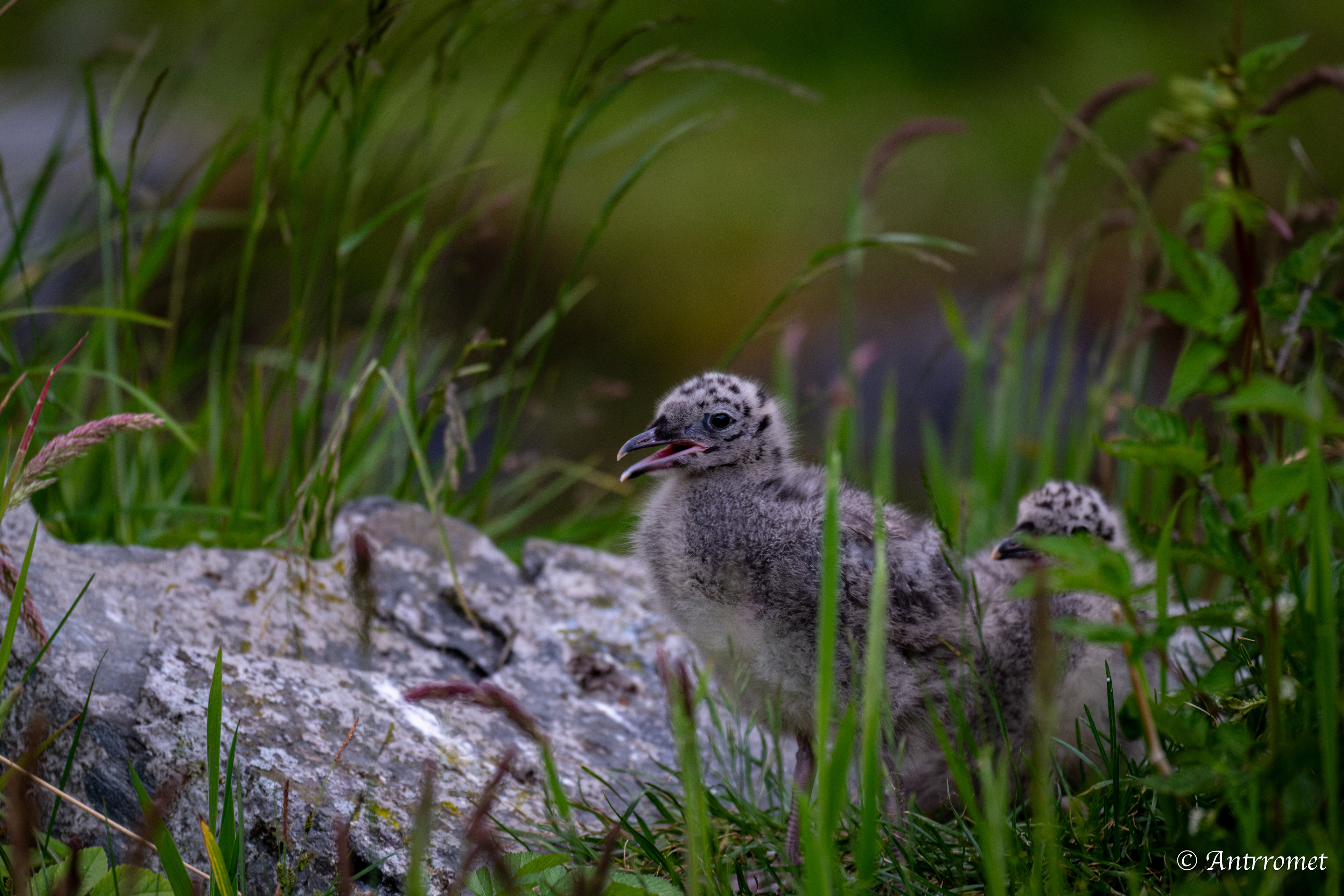 Common gull chicks at Flåm stasjon