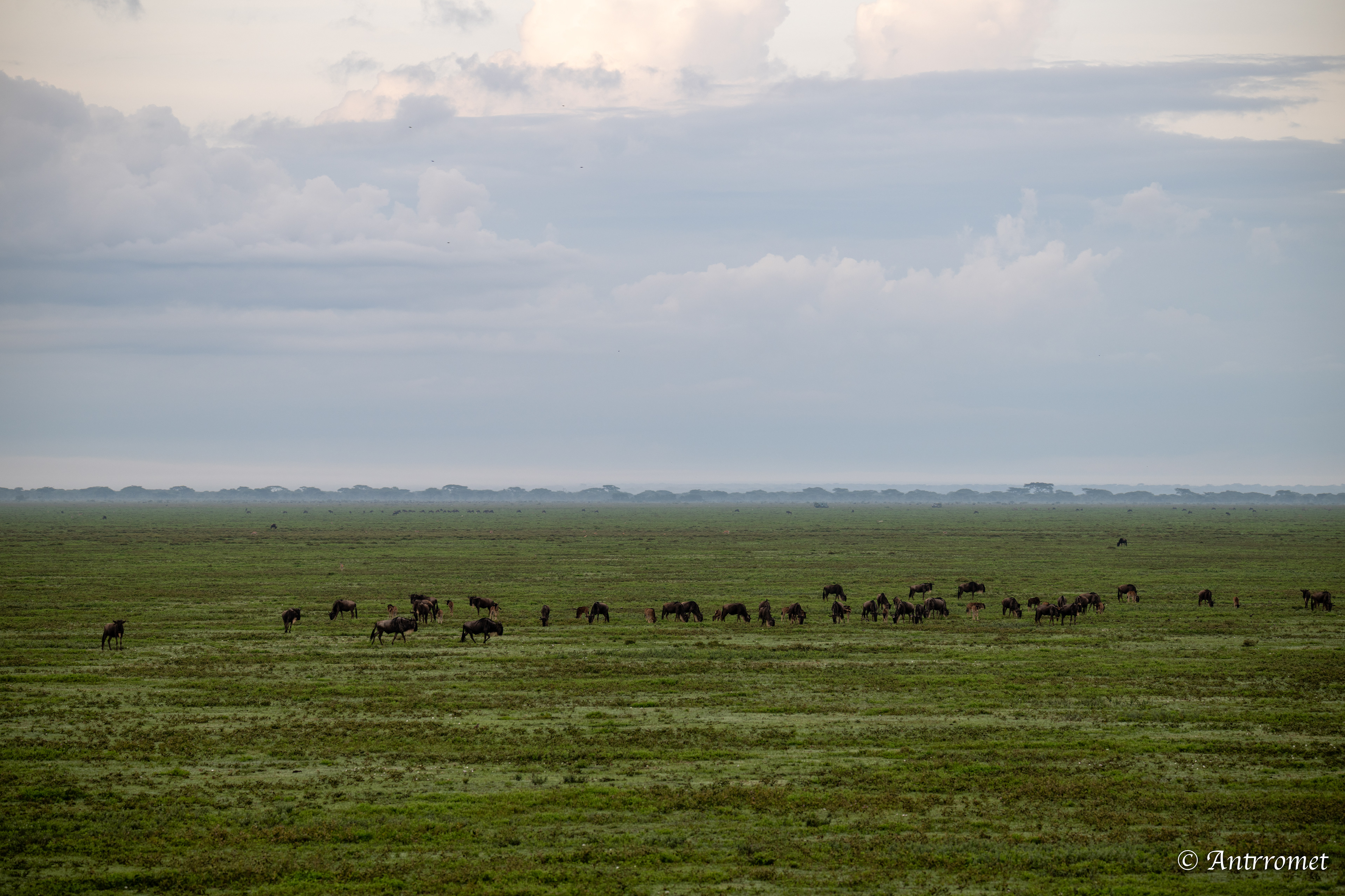 View from hot air balloon ride over Ndutu region