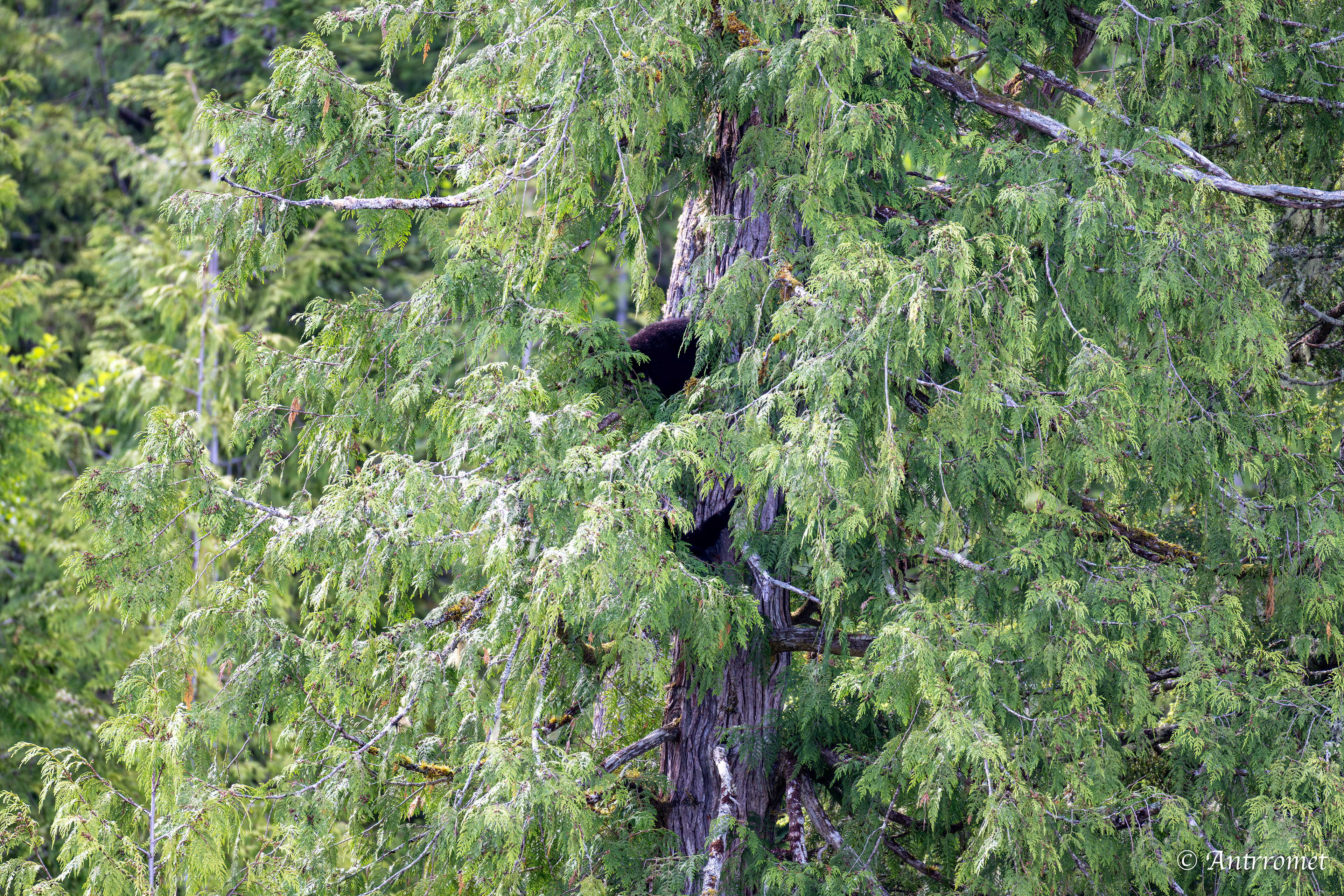Black bear cubs on a tree