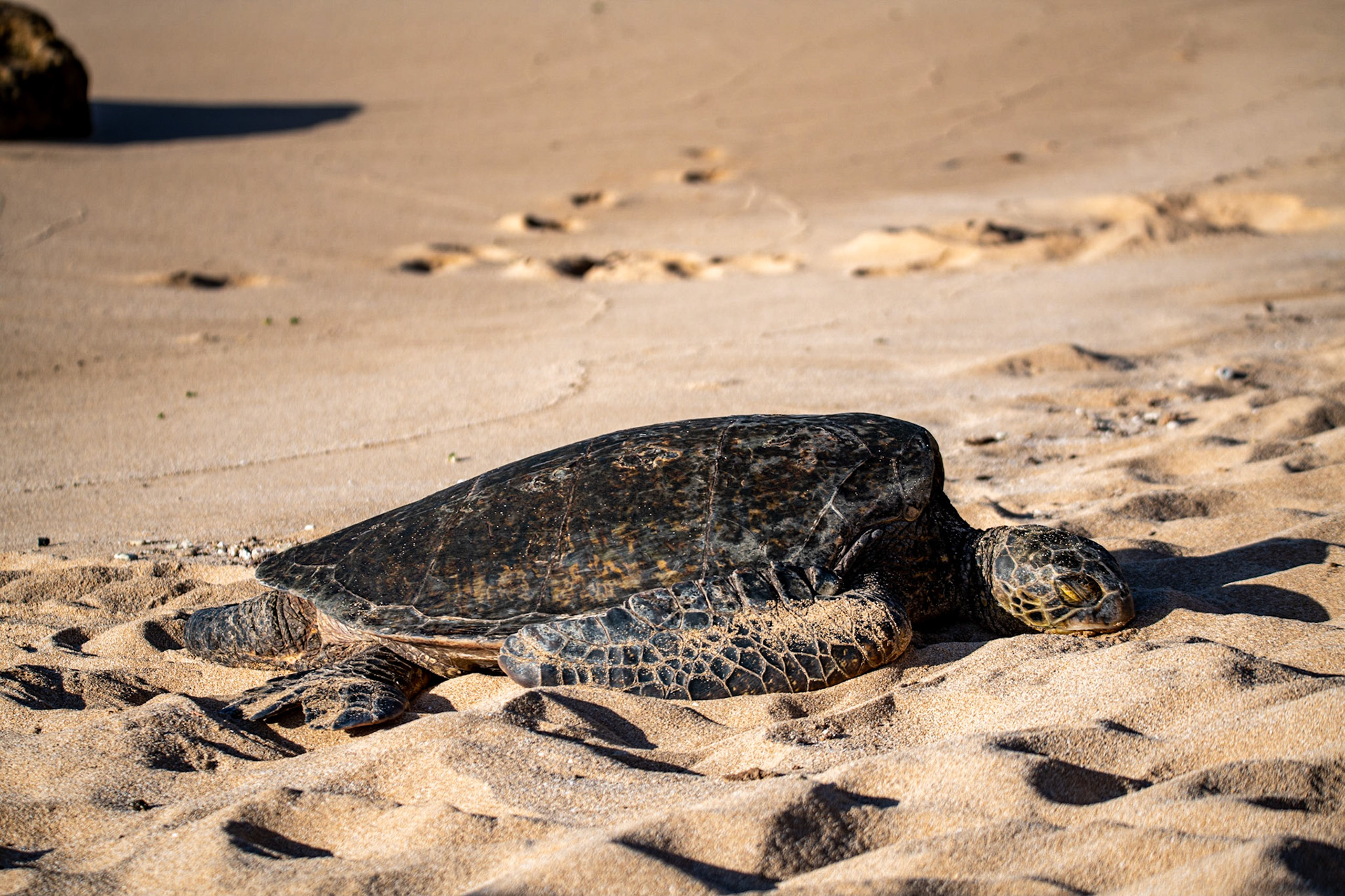 Honu at Ho'okipa Beach Park