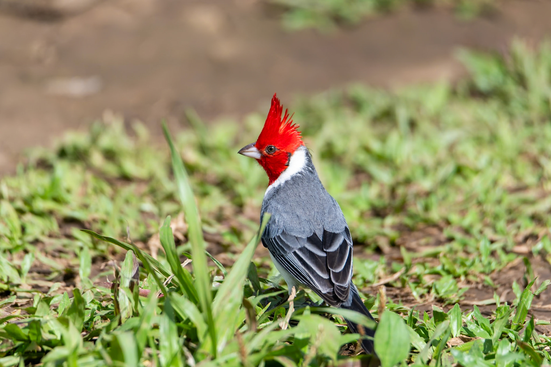 Red-crested Cardinal