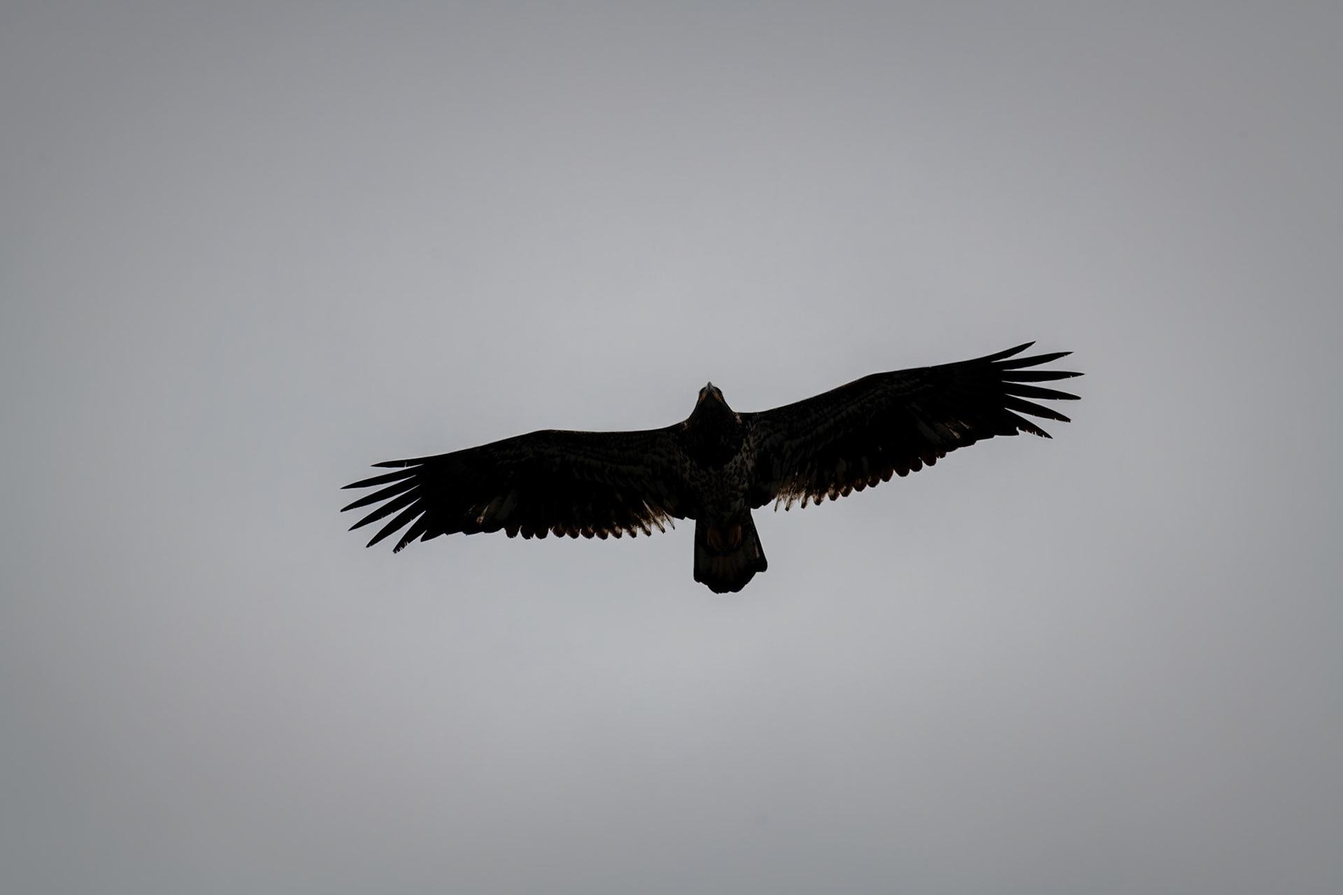 Juvenile eagle at Cowichan Estuary Conservation