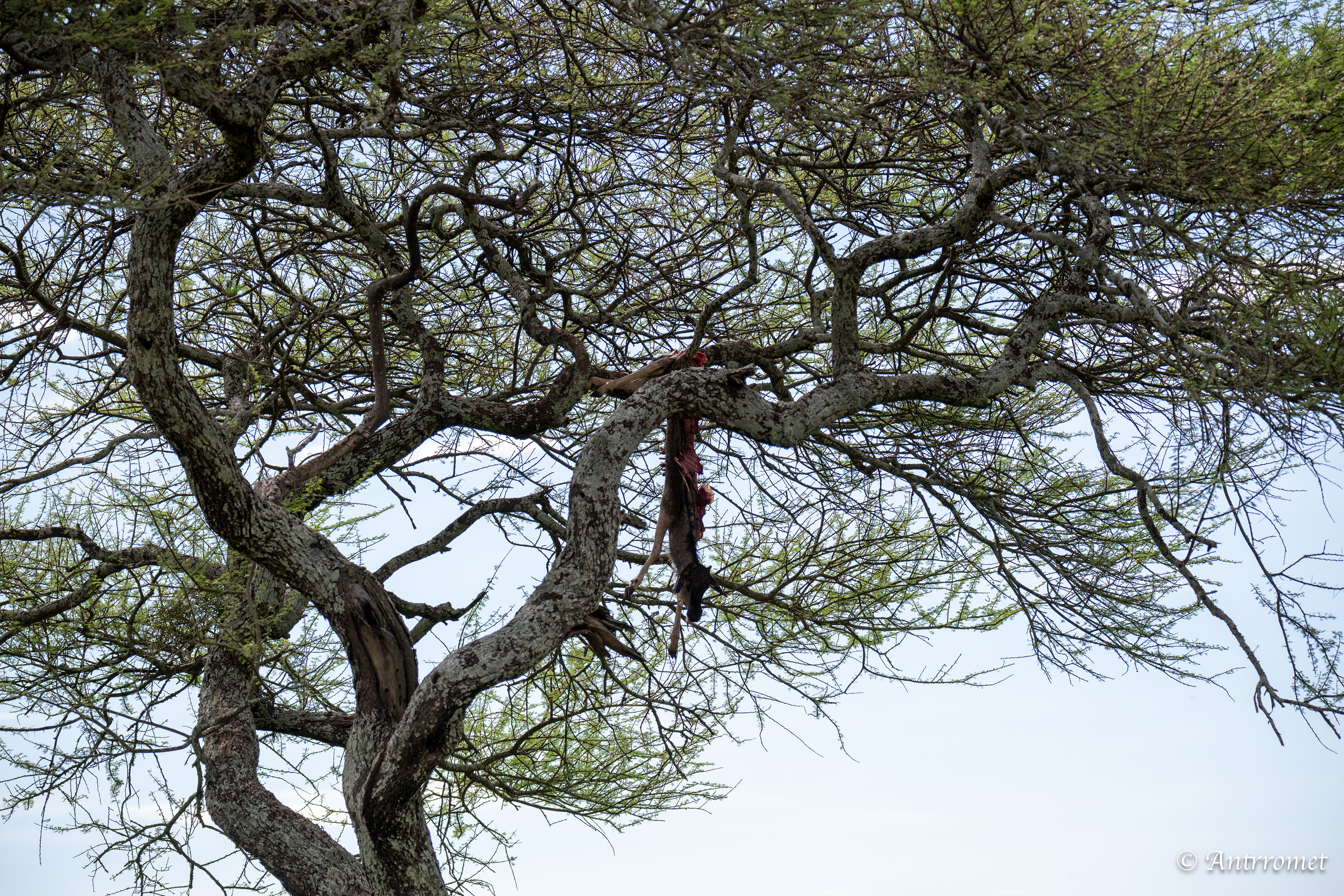 Innards of baby wildebeest
