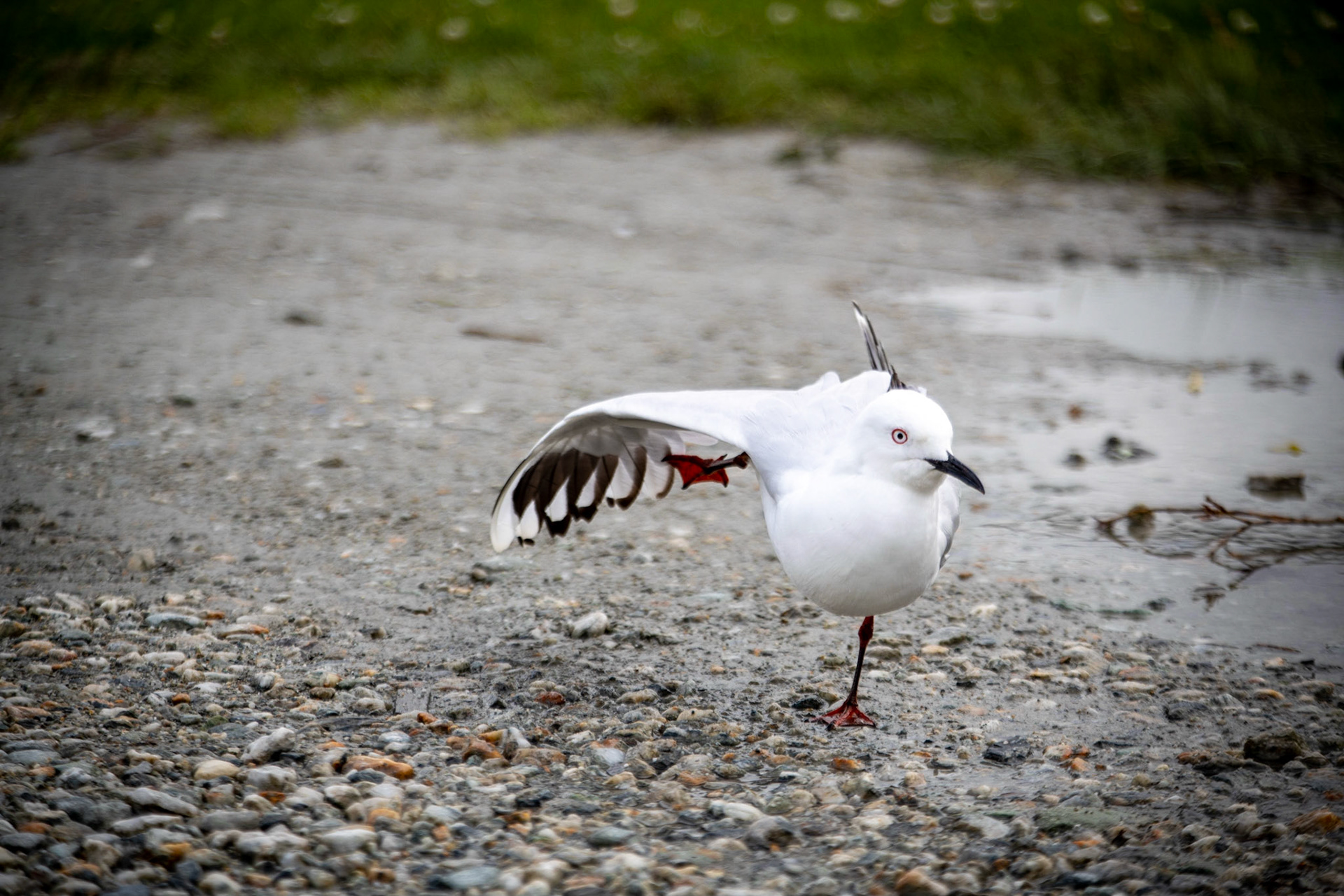 Black-billed Gull