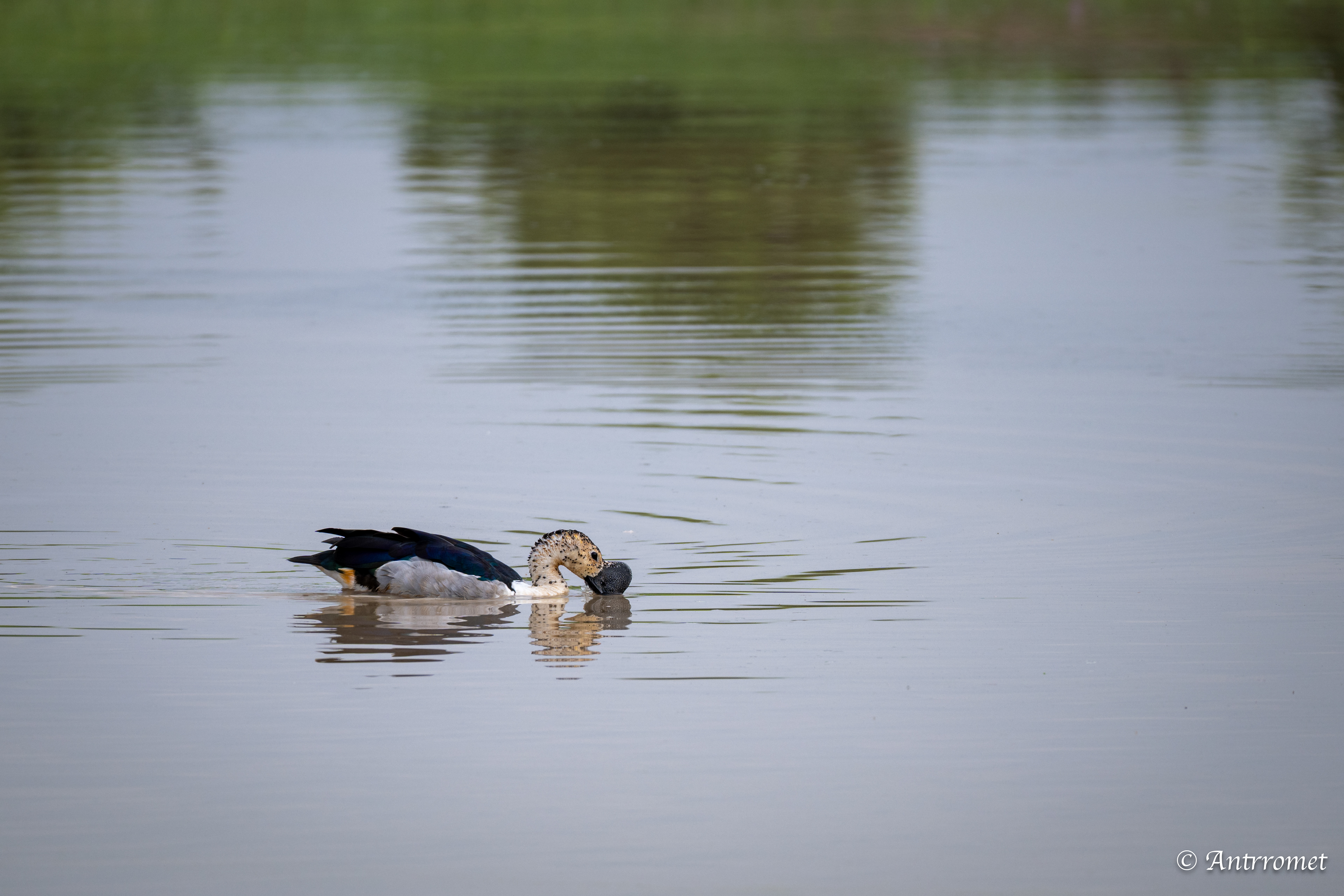Knob-billed Duck