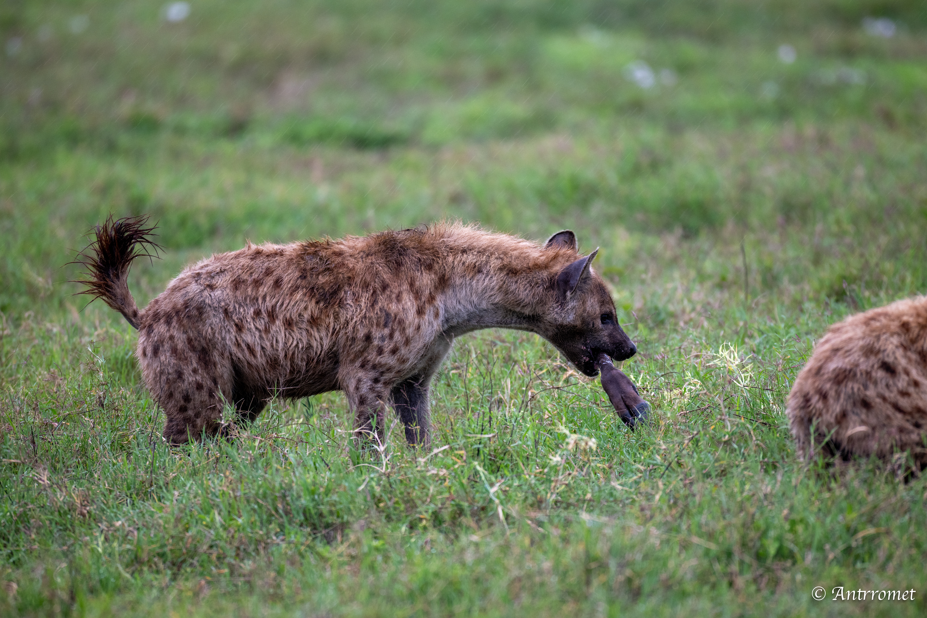 Spotted Hyenas