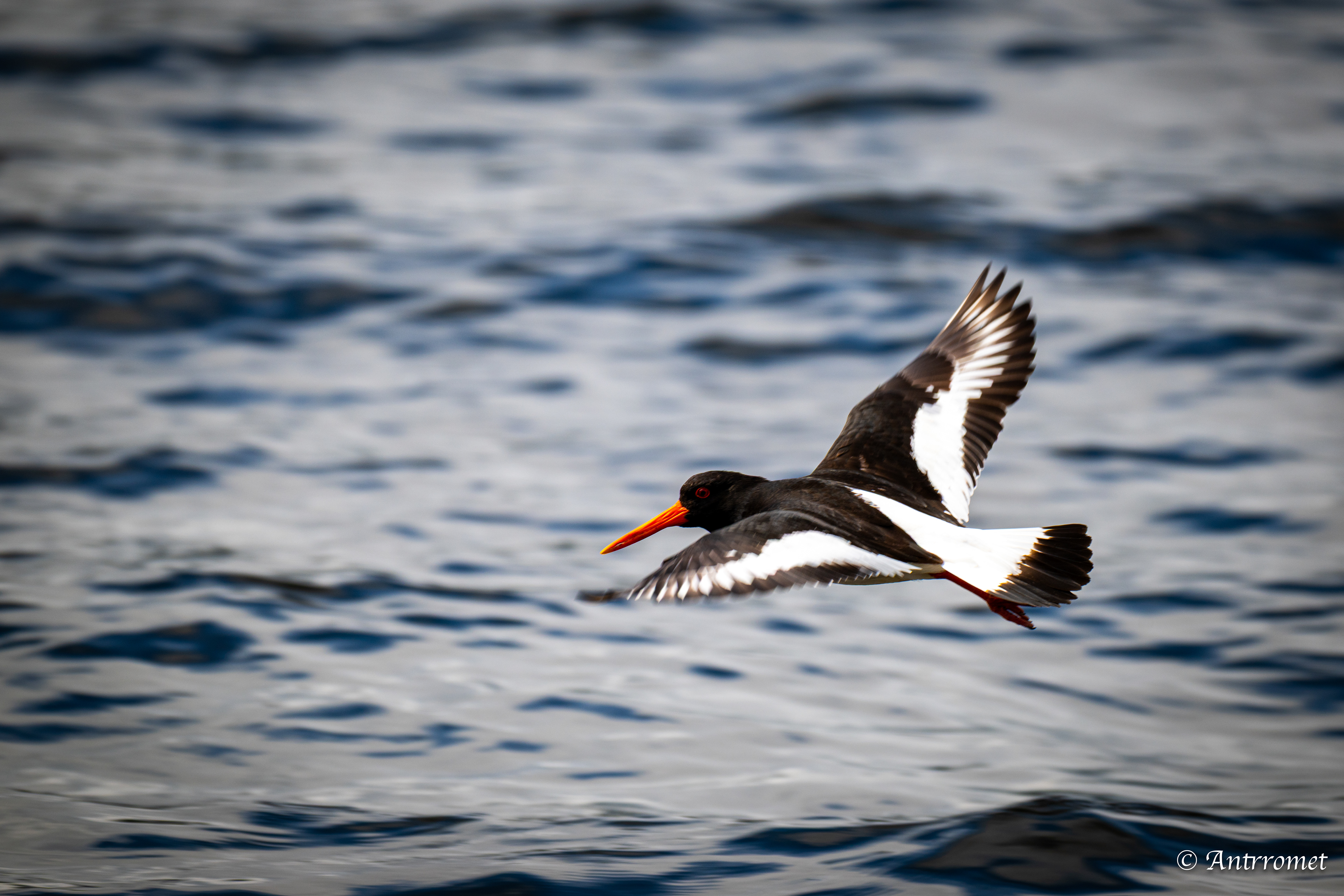 Oyster catcher at Fisherman's hut