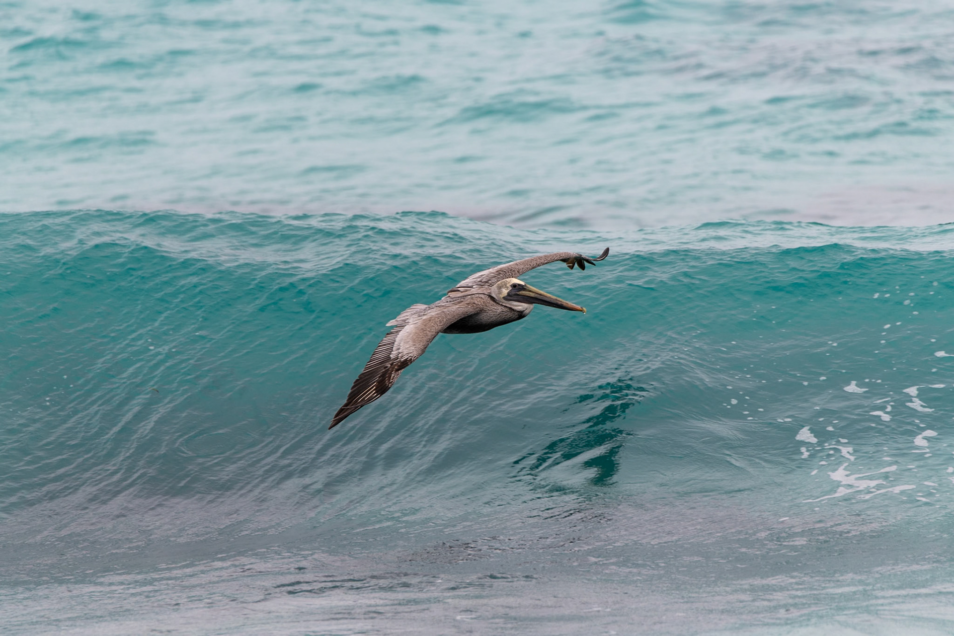 Pelicans at Isla Mujeres