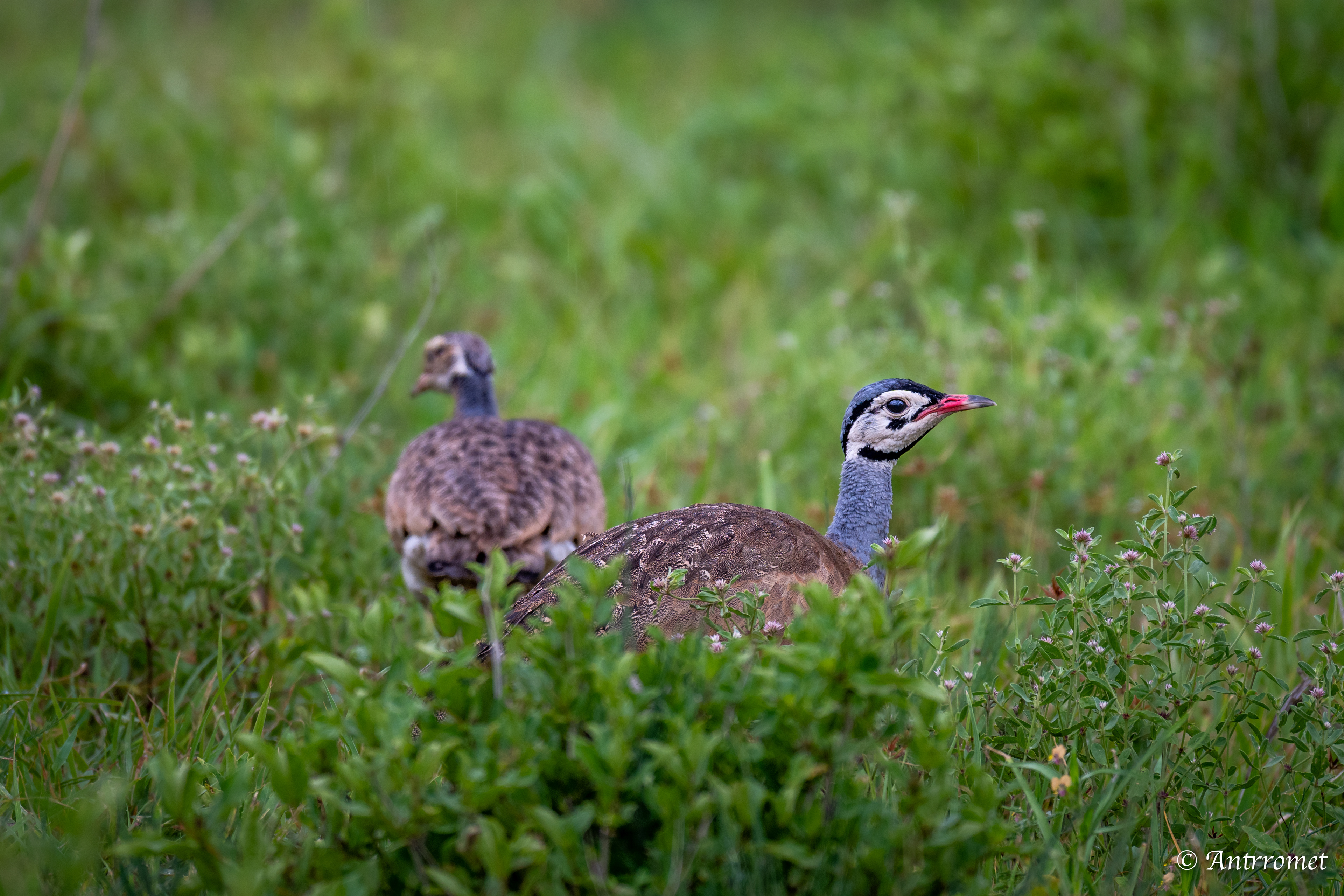 White-bellied Bustards