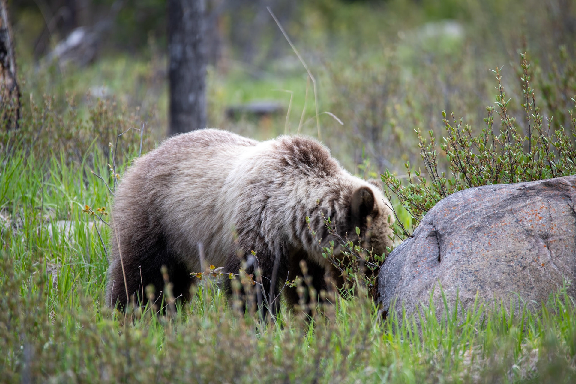 Baby grizzly bear
