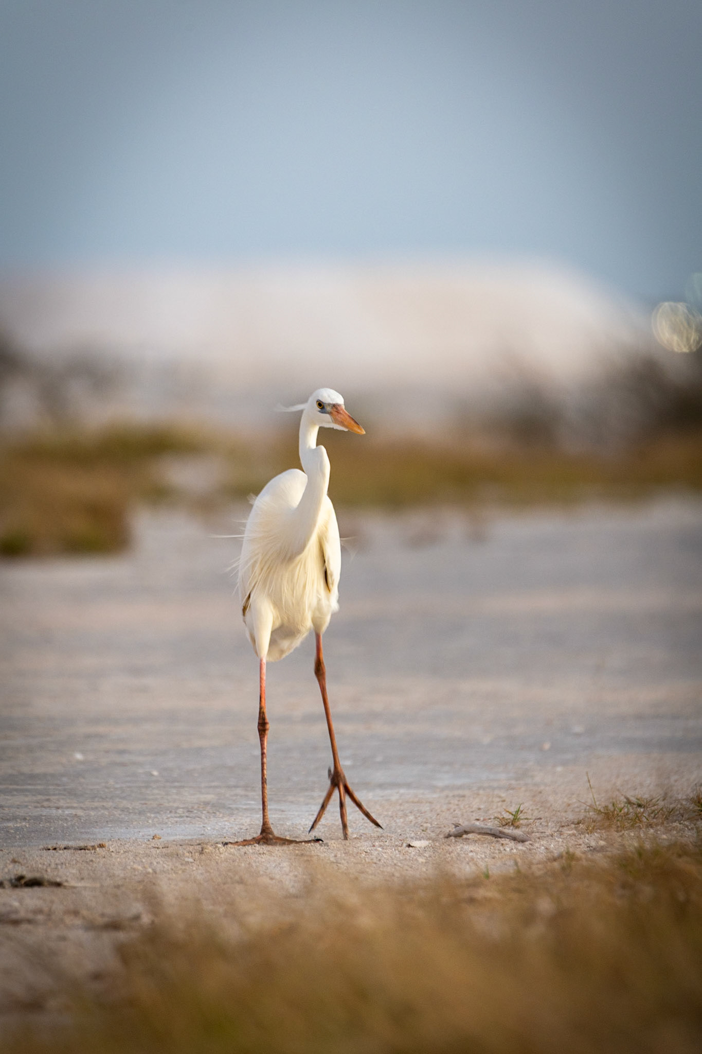 Great Egret at Rio Lagartos Lagoon