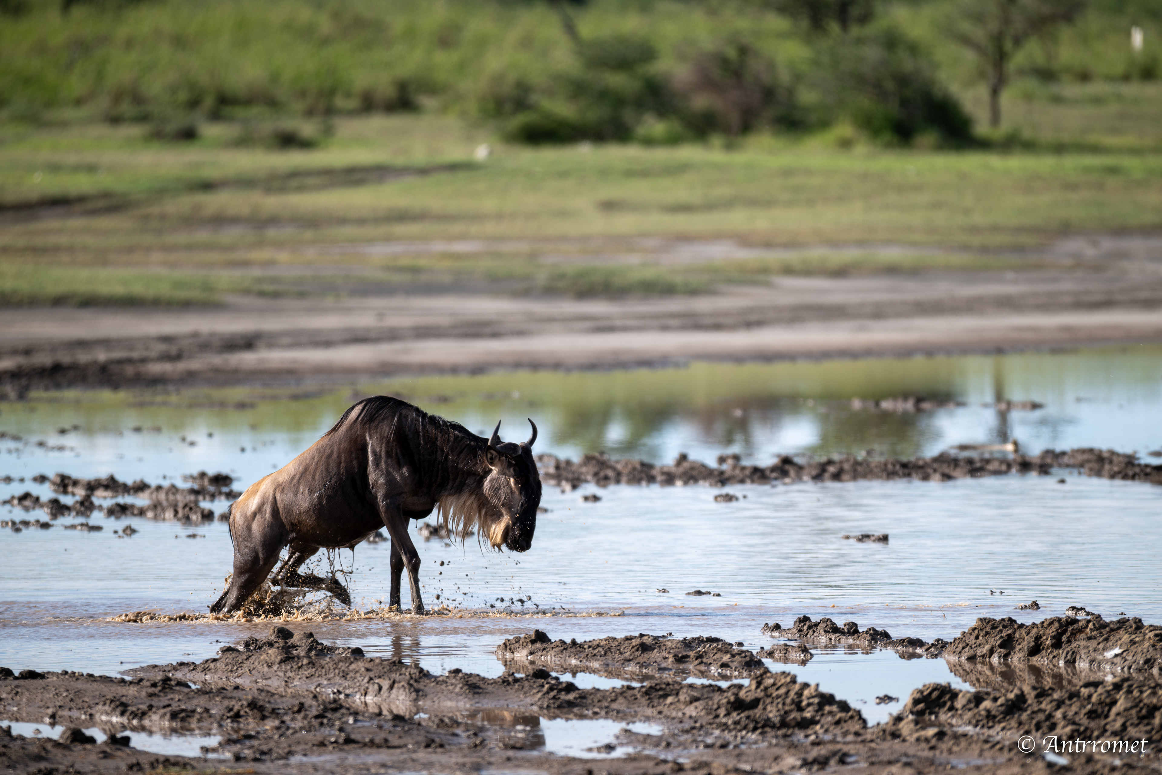 Wildebeest river crossing