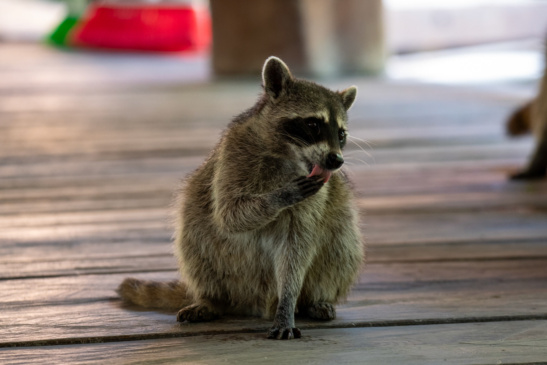 Racoon at Hoyo negro Yalahau